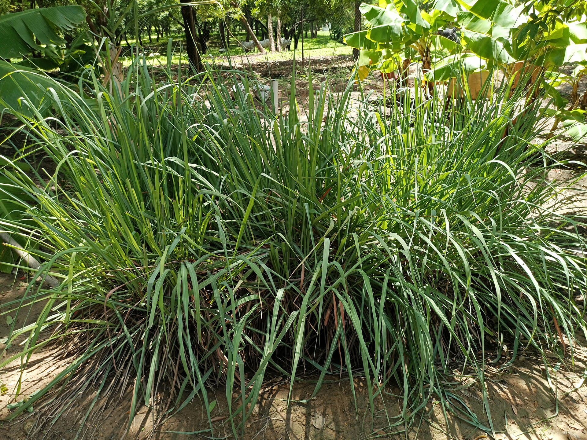 Lemongrass Leaf (Cymbopogon citratus) plant