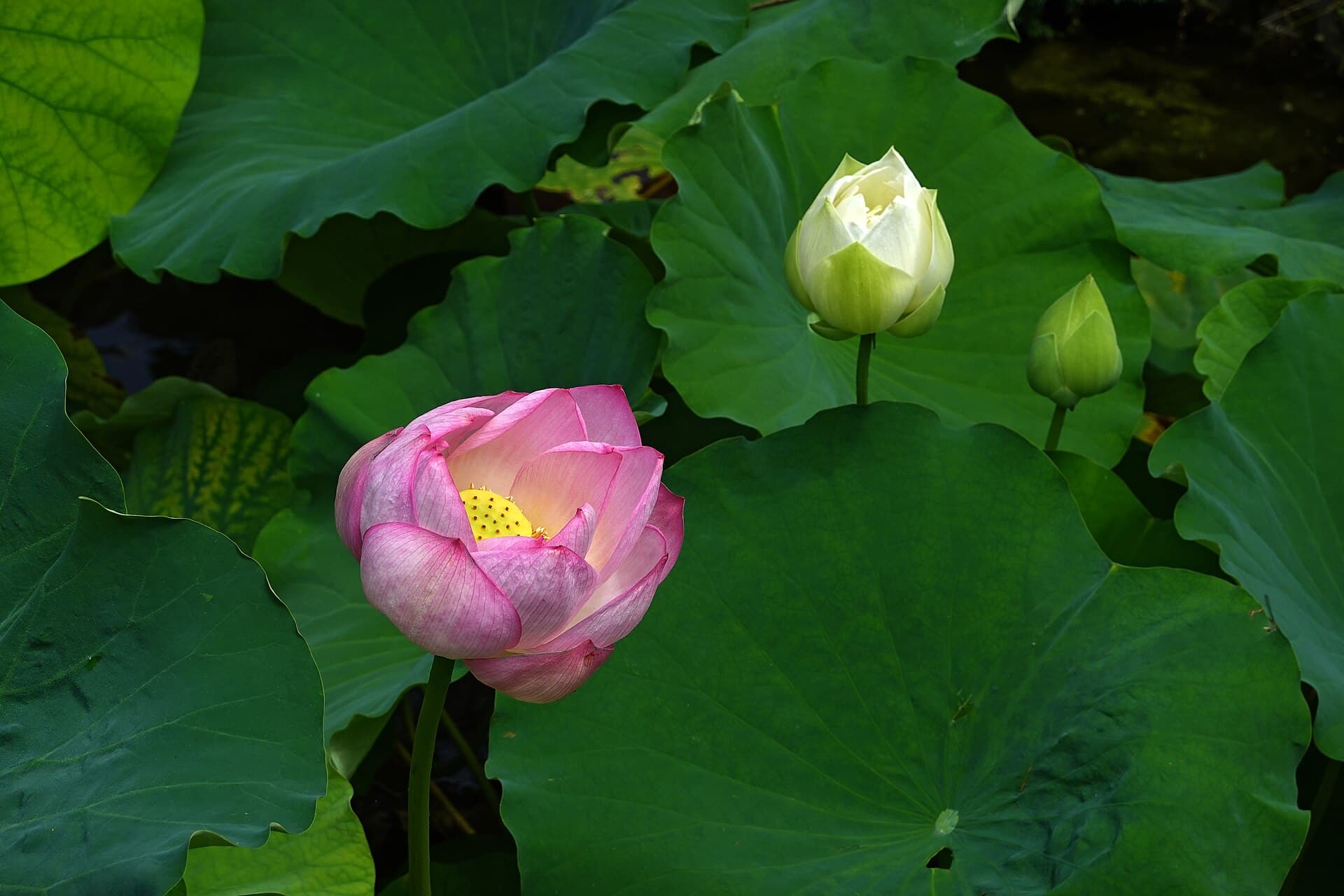Lotus Root Powder (Nelumbo nucifera) plant