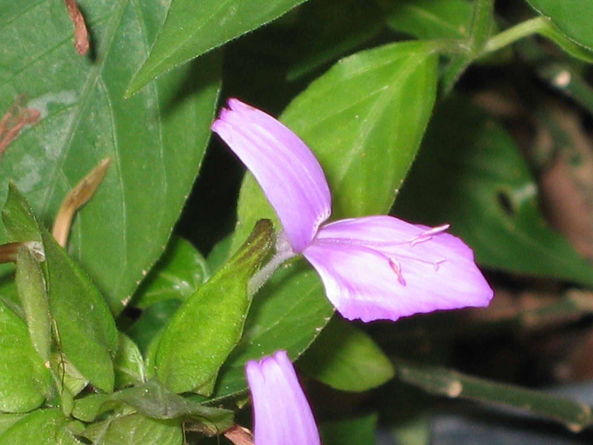 Magenta Plant Leaf (Peristrophe bivalvis) plant