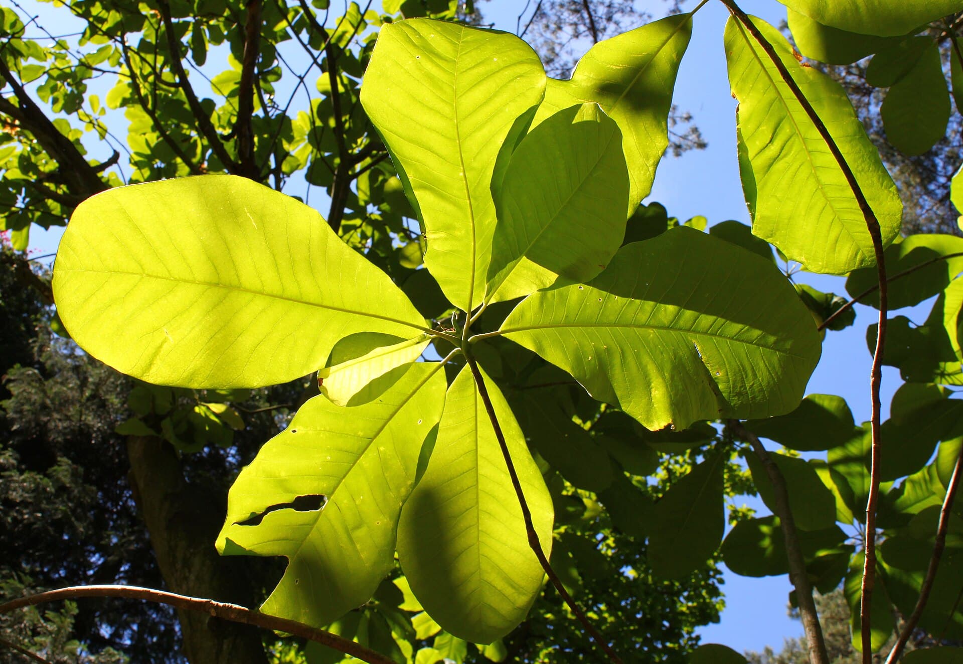 Magnolia Bark (Magnolia officinalis) plant