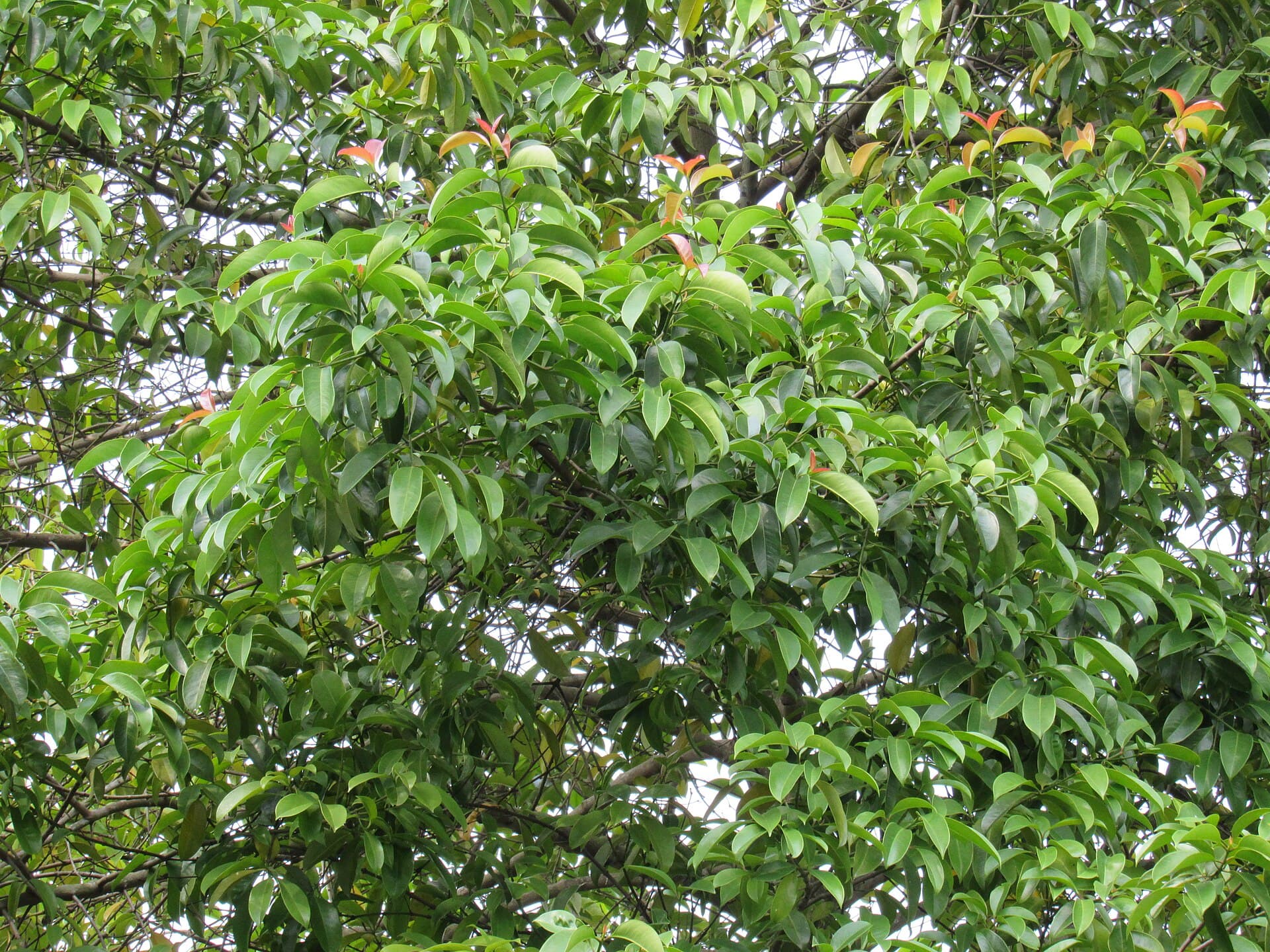 Mangosteen Peel Powder (Garcinia mangostana) plant