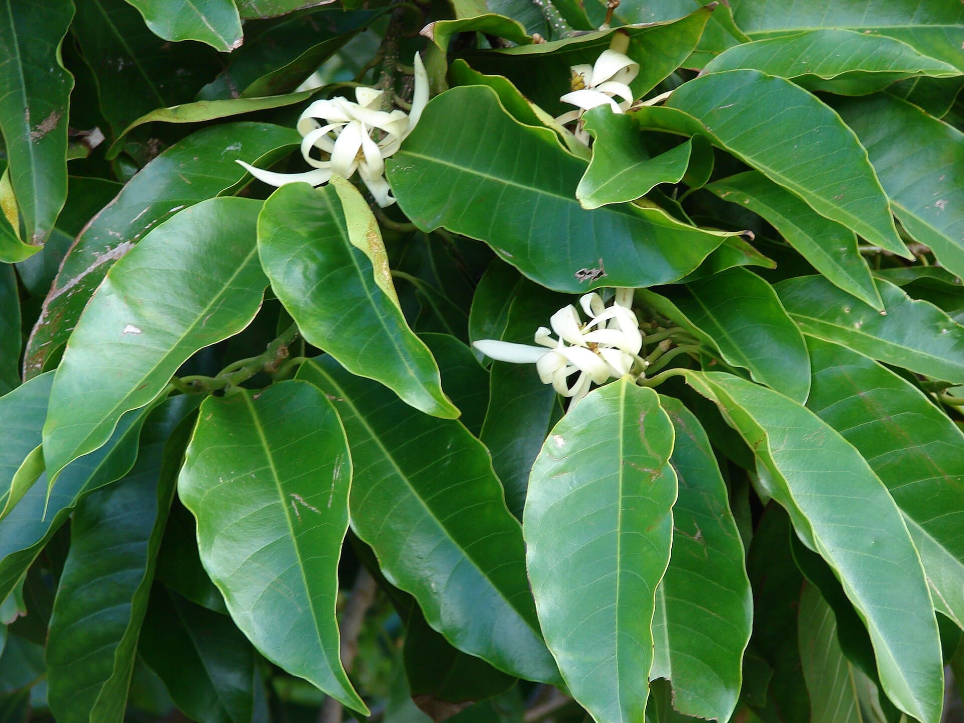 Michelia Flower (Michelia alba) plant