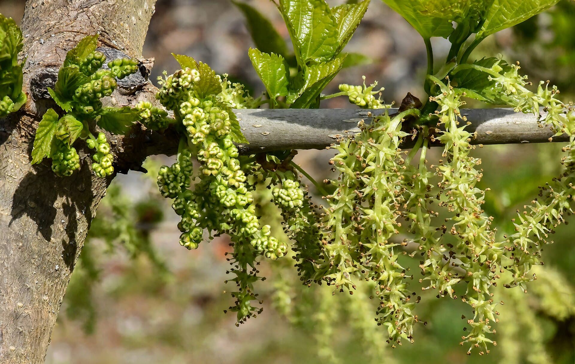 Mulberry Fruit (Morus alba) plant