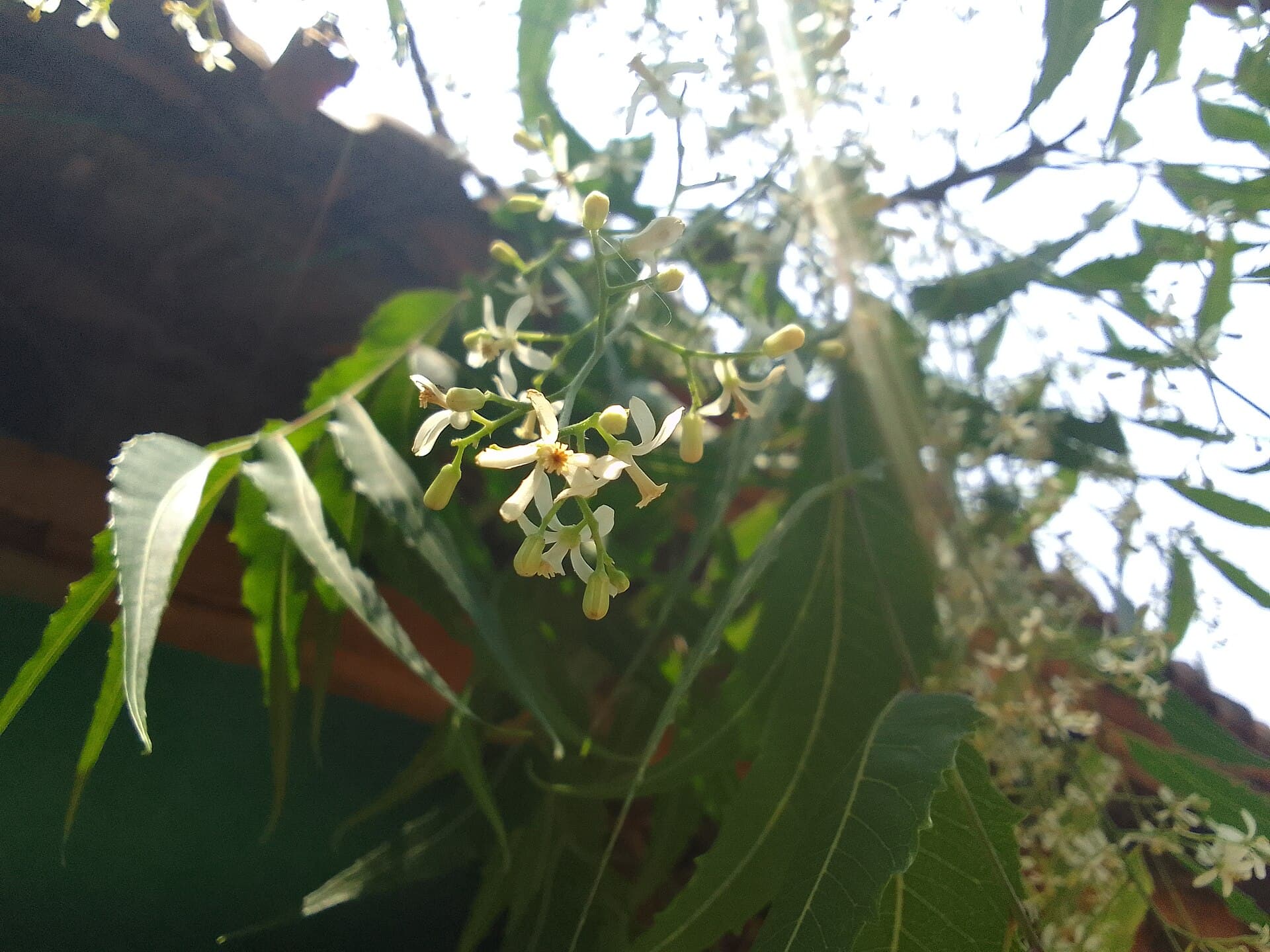 Neem Leaf (Azadirachta indica) plant