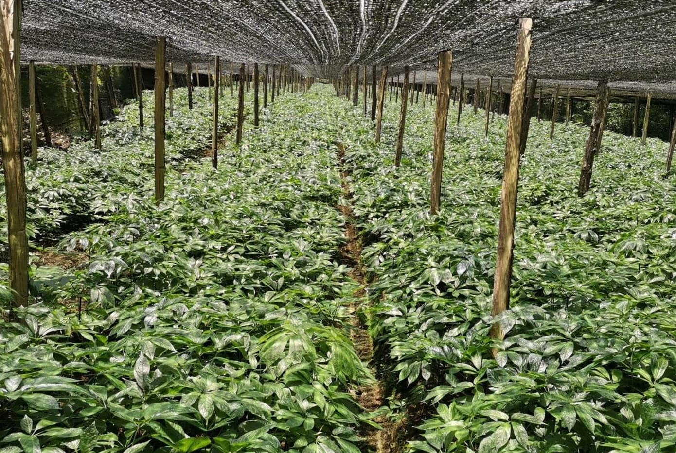 Notoginseng (Panax notoginseng) plant