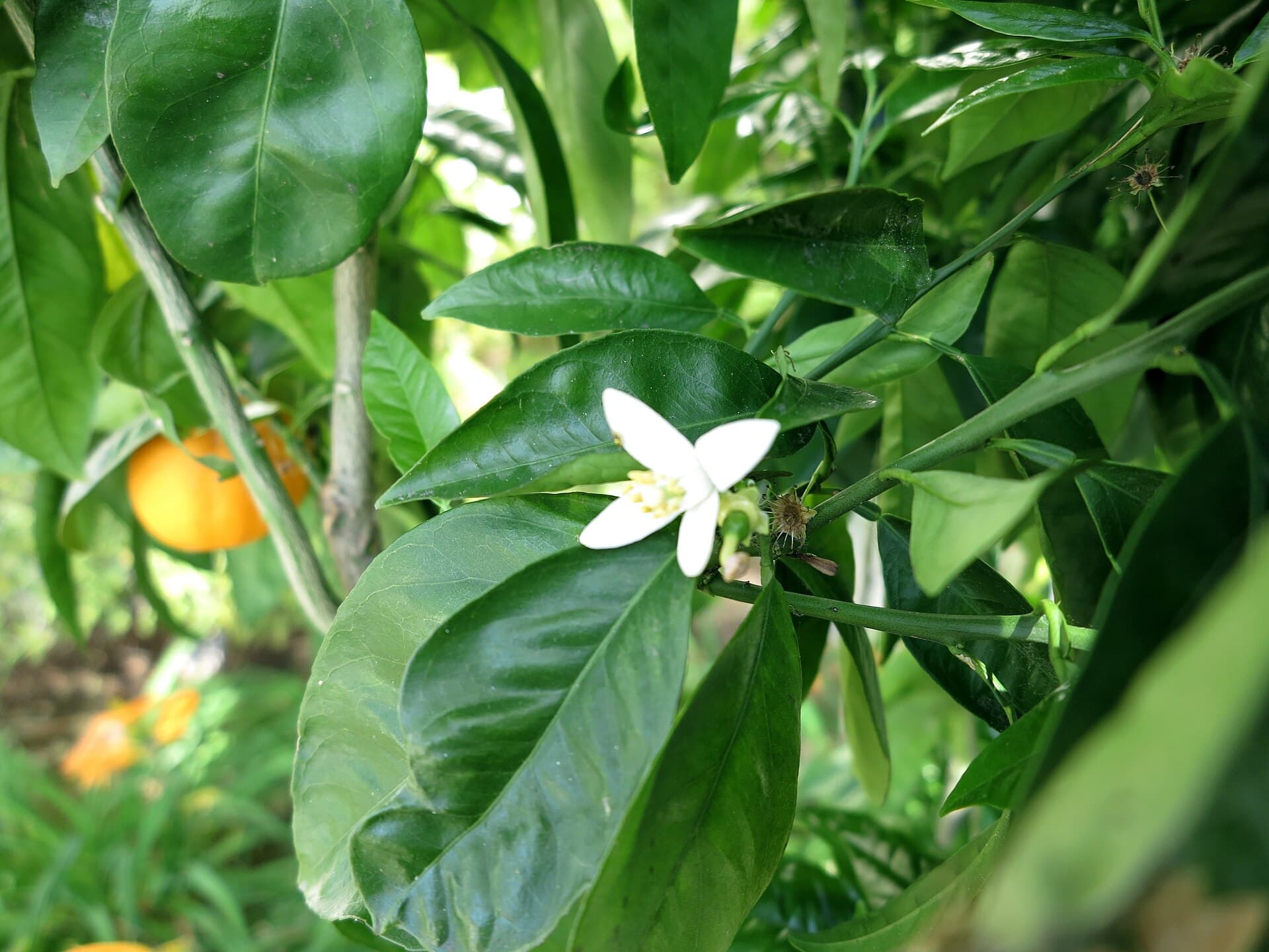 Orange Powder (Citrus sinensis) plant