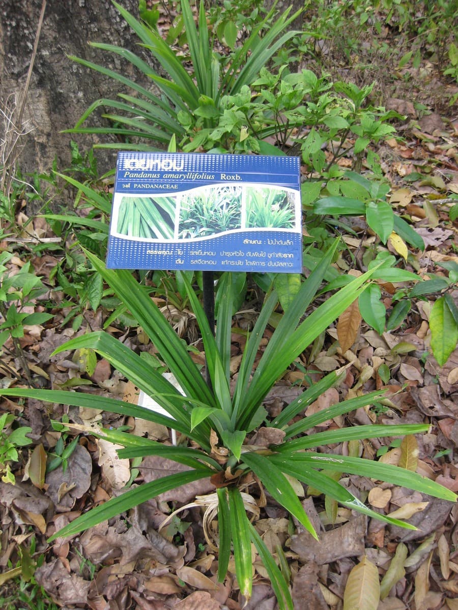 Pandan Leaves (Pandanus amaryllifolius) plant