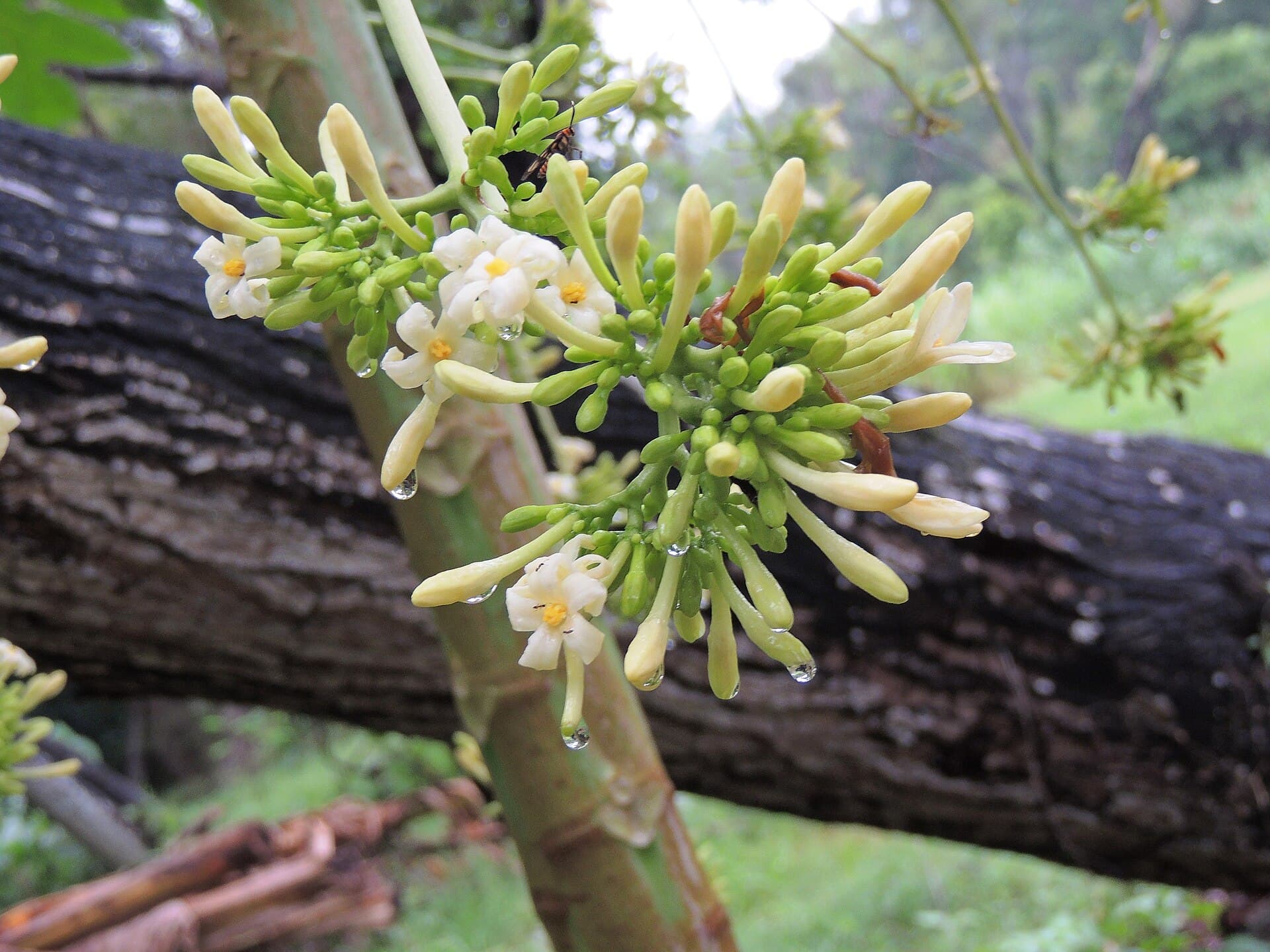 Papaya Leaf Powder (Carica papaya) plant