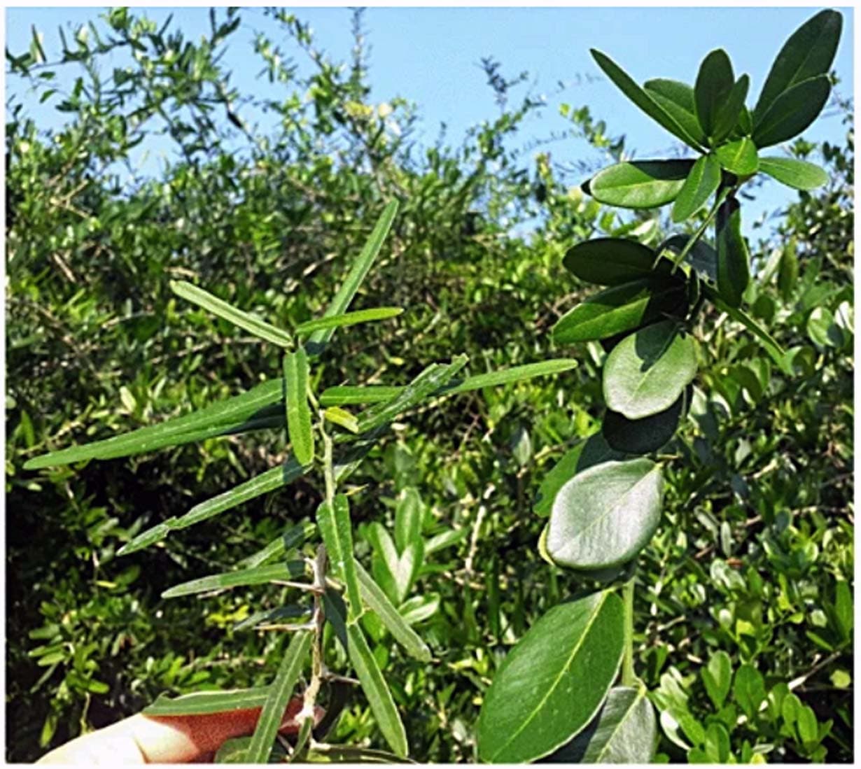 Paramignya trimera (Paramignya trimera) plant
