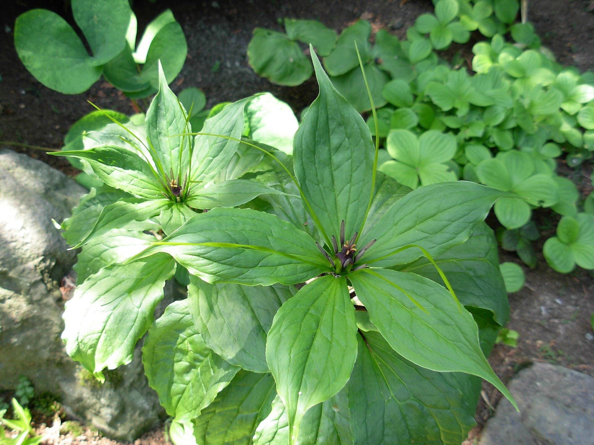 Paris Polyphylla (Paris polyphylla) plant