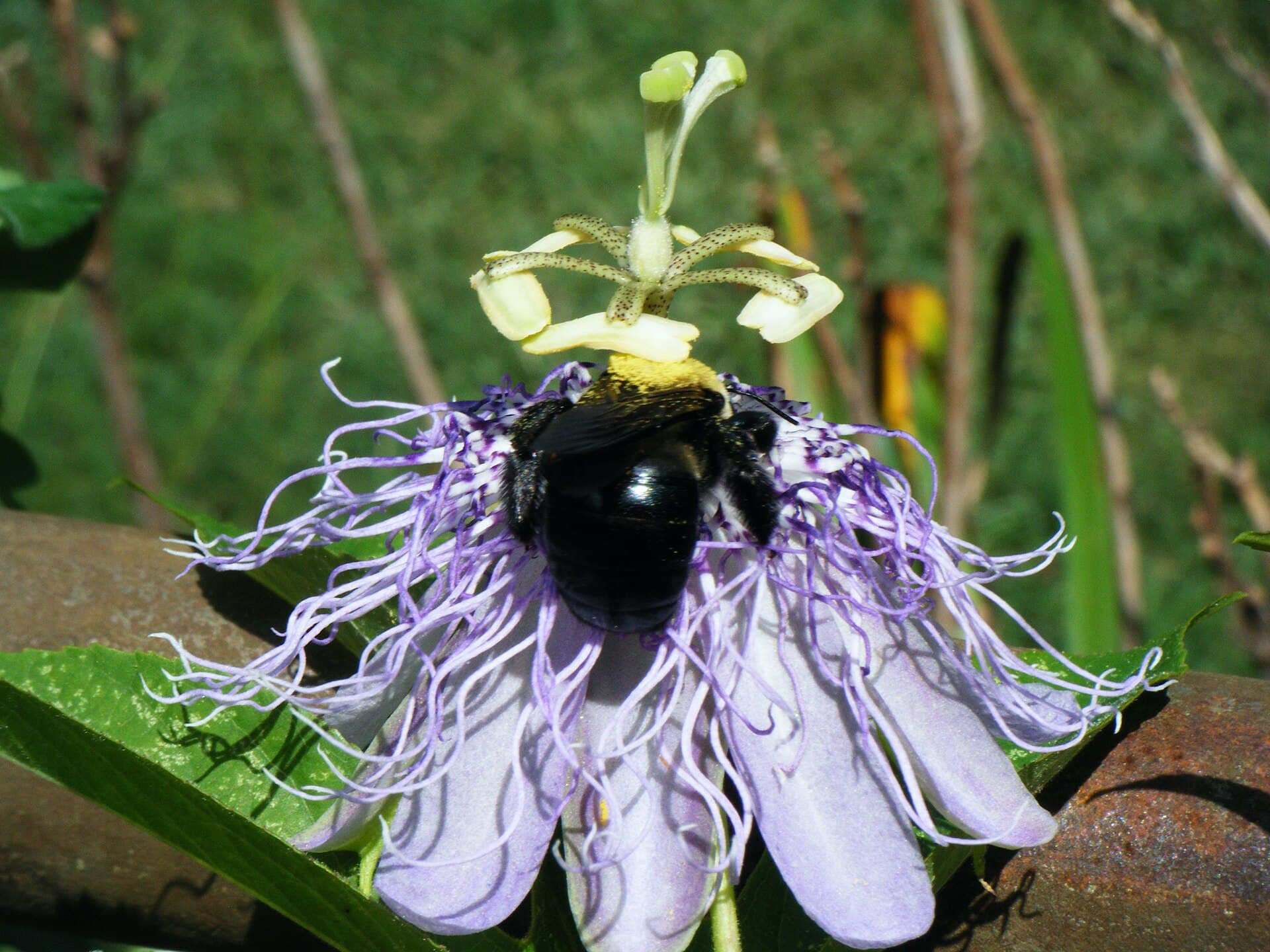 Purple Passionflower (Passiflora incarnata) plant