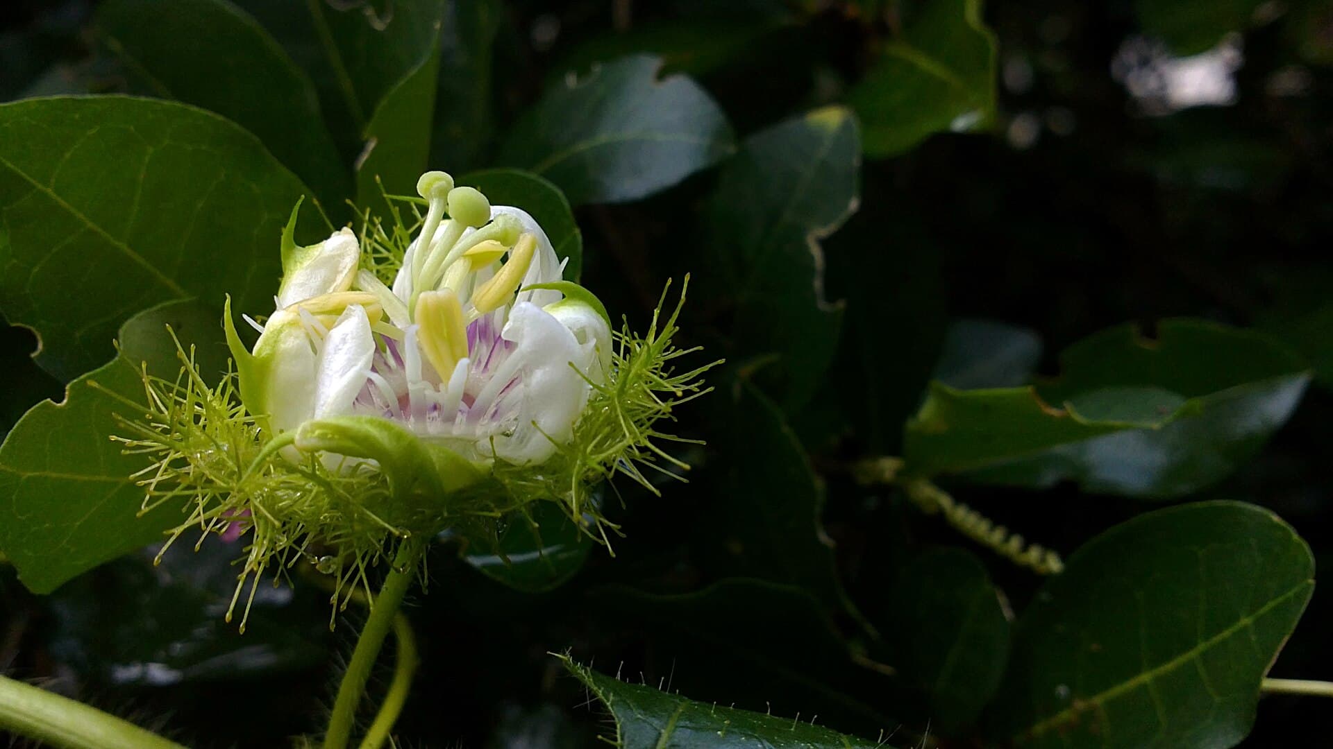 Passionflower (Passiflora foetida) plant