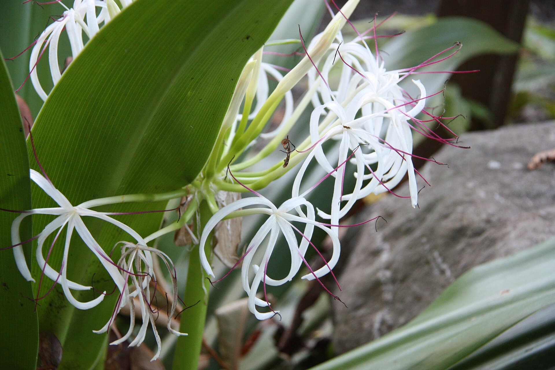 Poison Bulb (Crinum asiaticum) plant