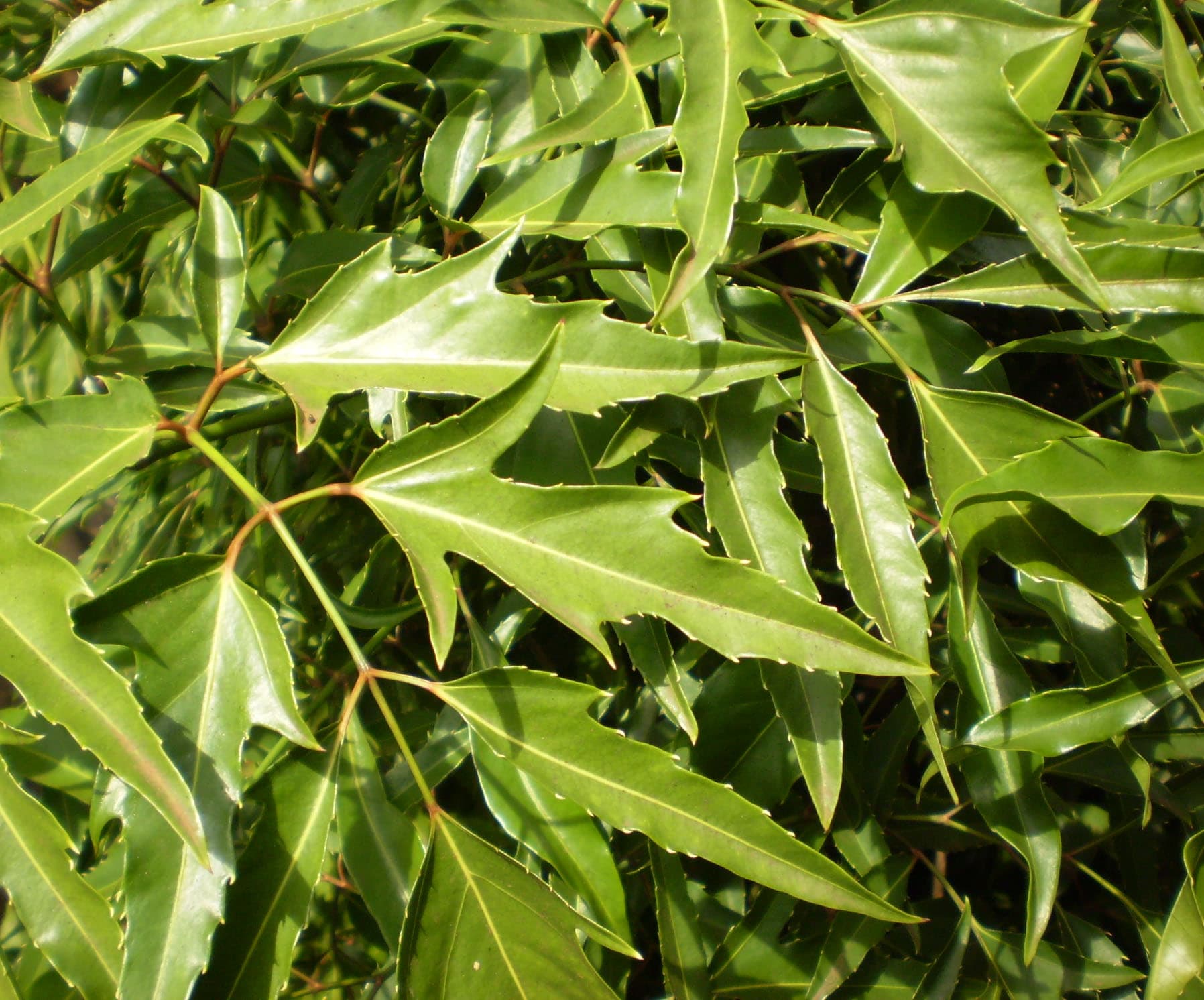 Polyscias (Polyscias fruticosa) plant