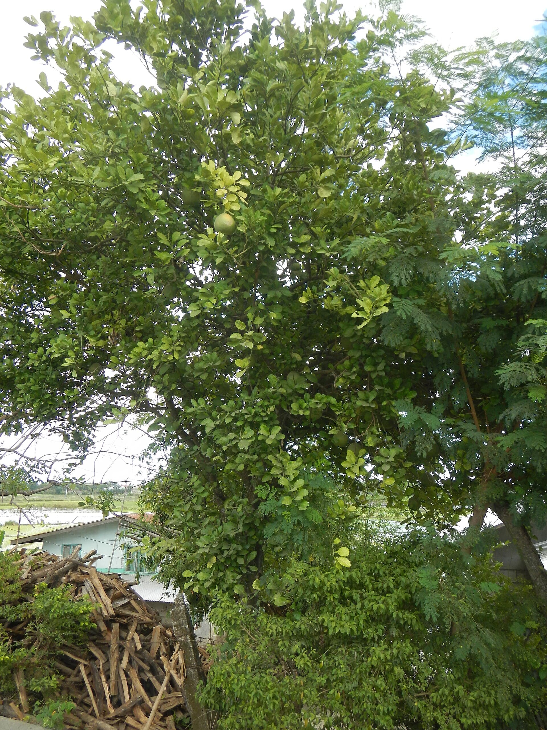 Pomelo Blossom Powder (Citrus maxima) plant