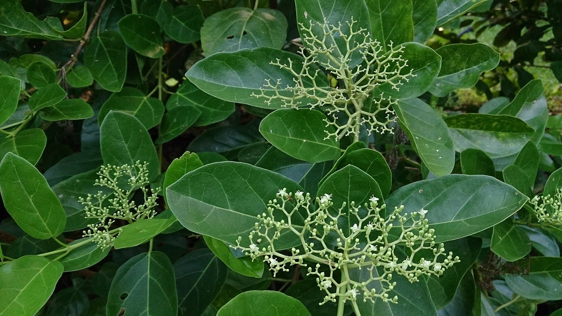 Premna Leaf (Premna serratifolia) plant