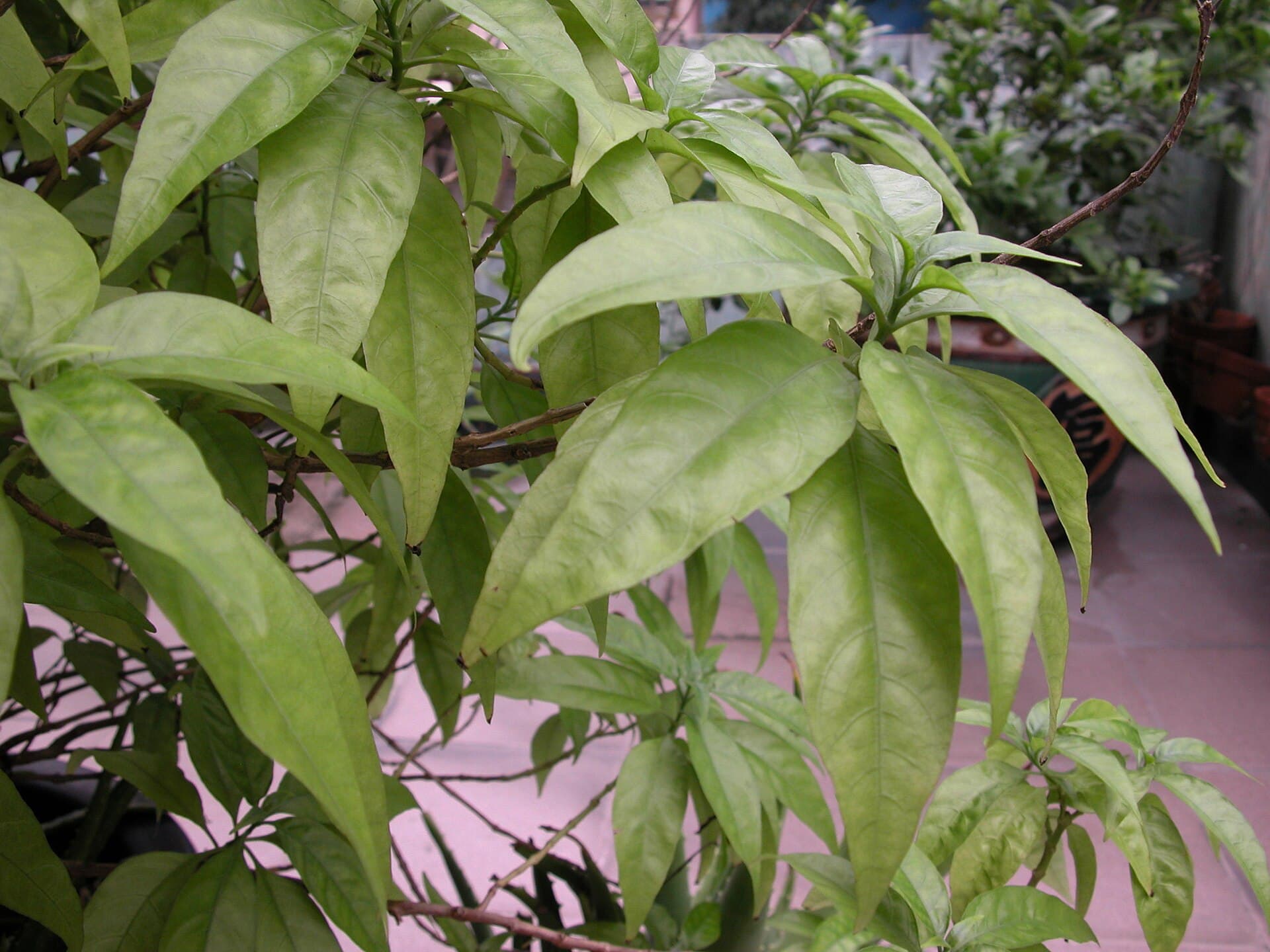 Pseuderanthemum Powder (Pseuderanthemum palatiferum) plant