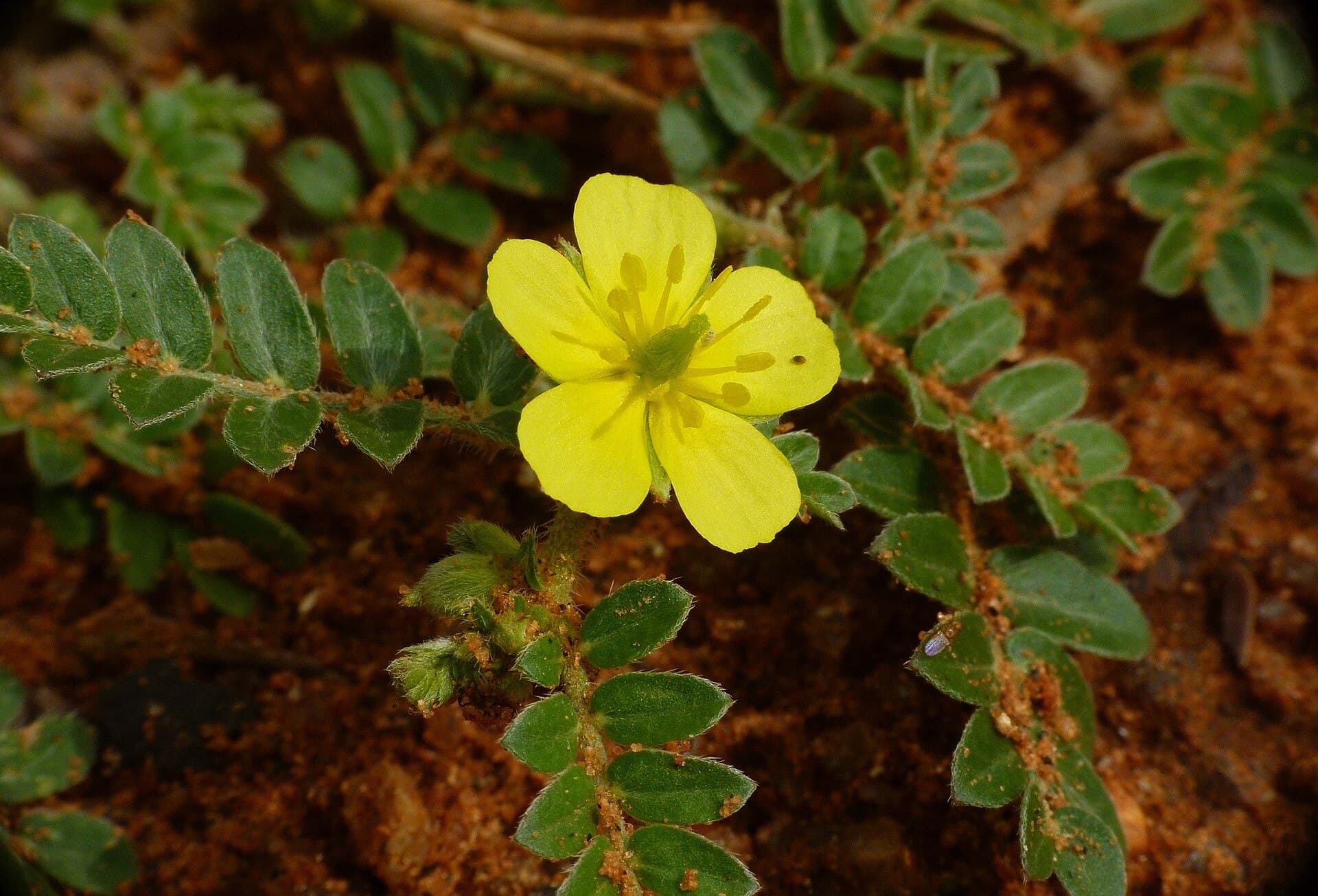 Puncture Vine (Tribulus terrestris) plant