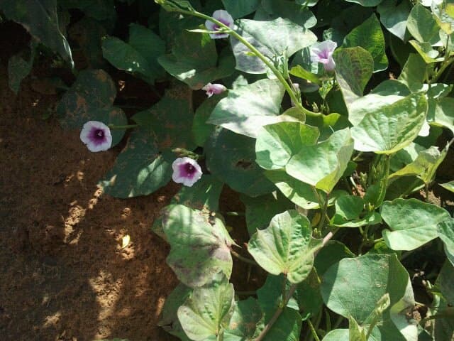 Purple Sweet Potato Powder (Ipomoea batatas) plant