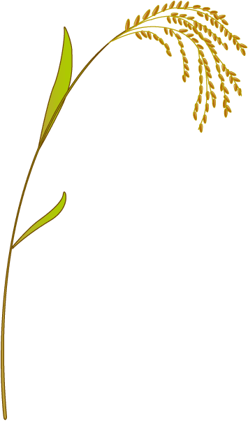 Red Rice Powder (Oryza sativa) plant