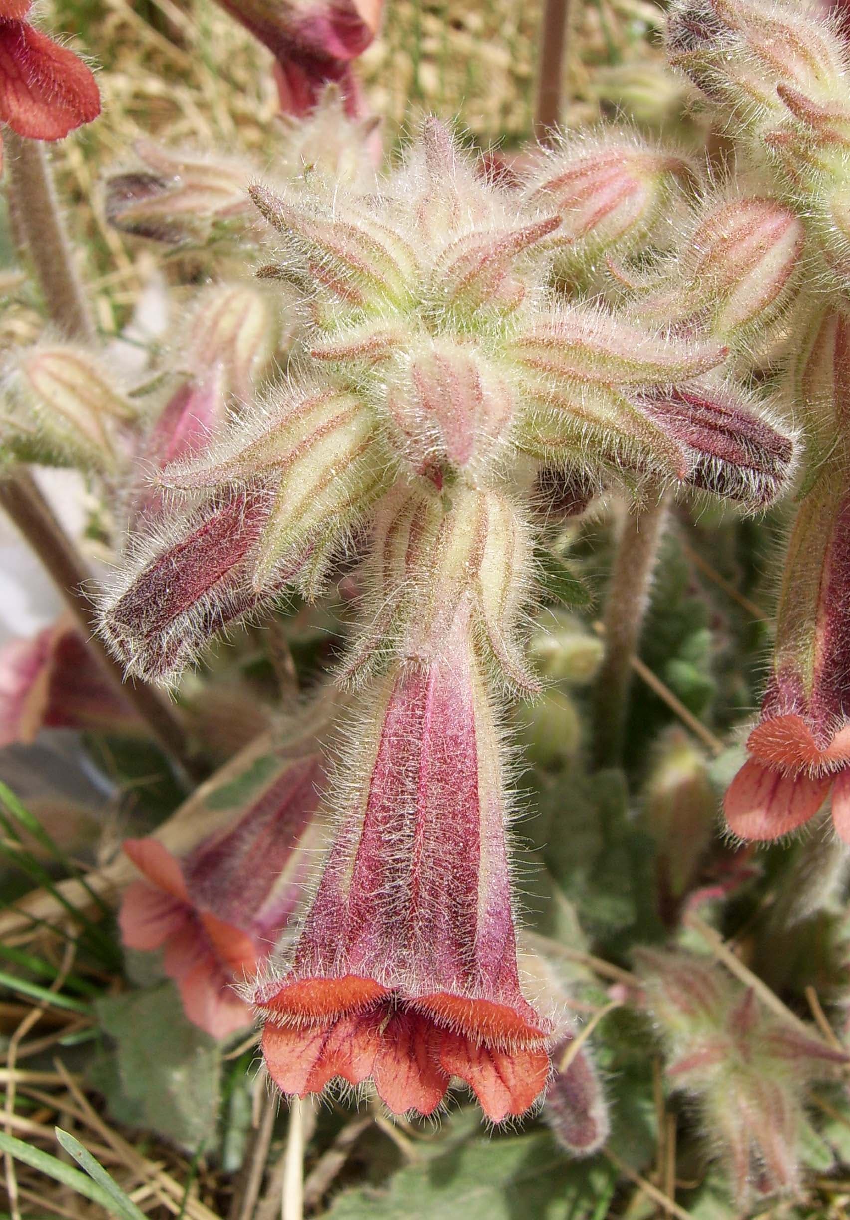 Rehmannia (Rehmannia glutinosa) plant