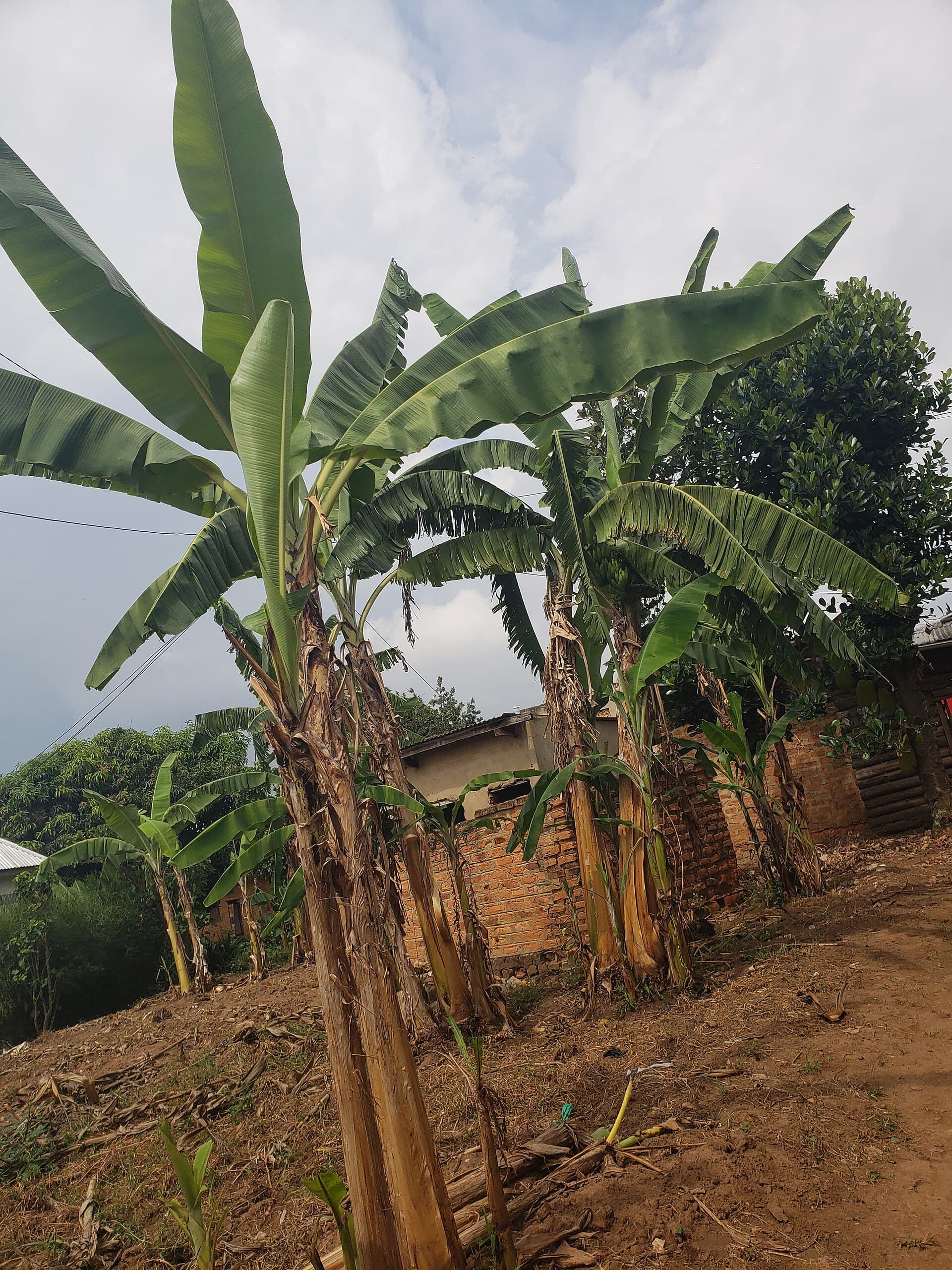 Ripe Banana Powder (Musa) plant