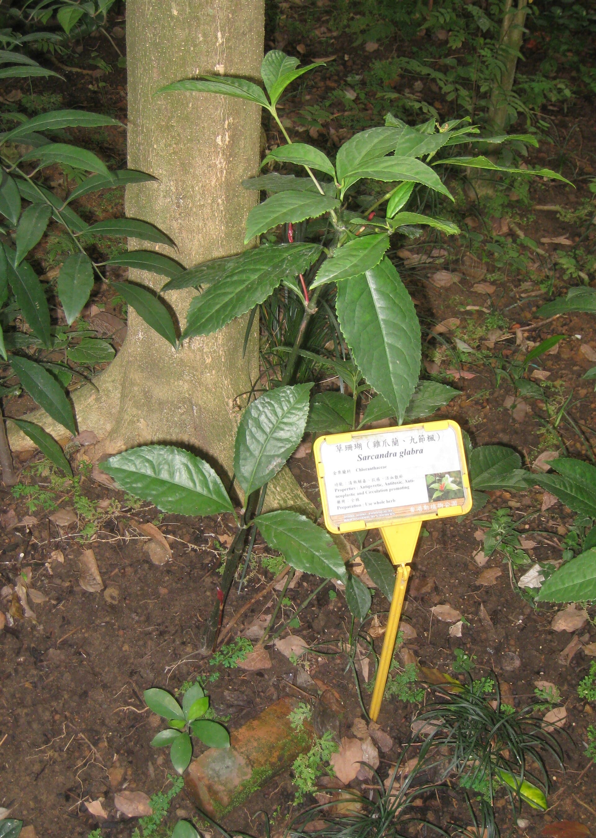 Sarcandra (Sarcandra glabra) plant