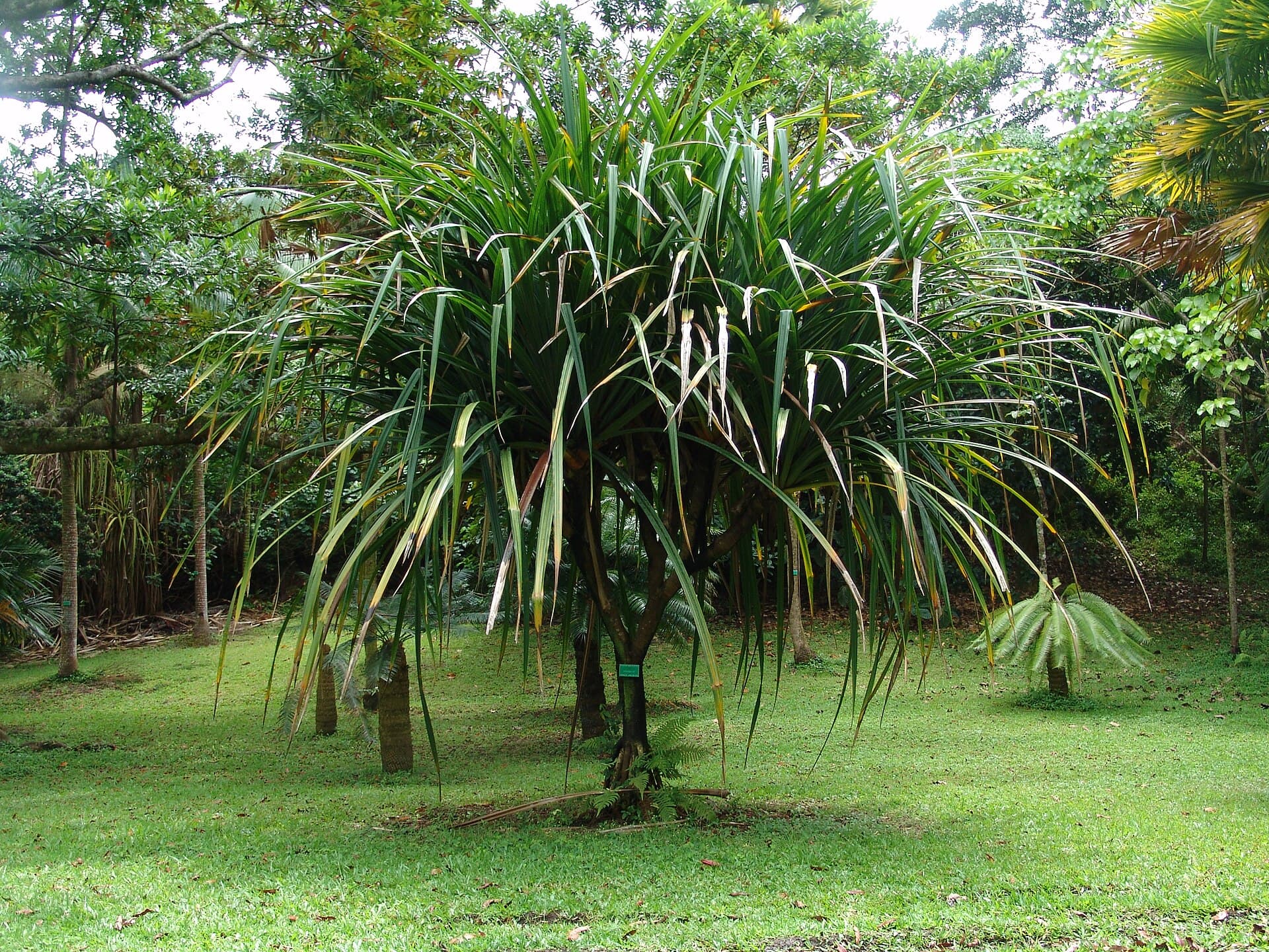 Screwpine Fruit (Pandanus tectorius) plant