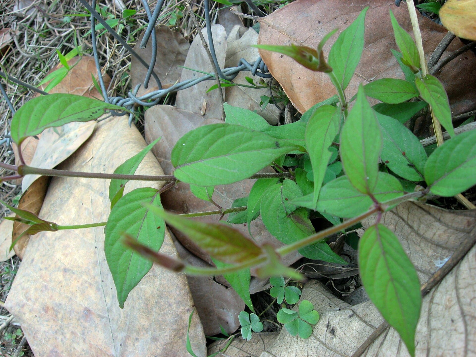 Skunkvine Leaf (Paederia foetida) plant