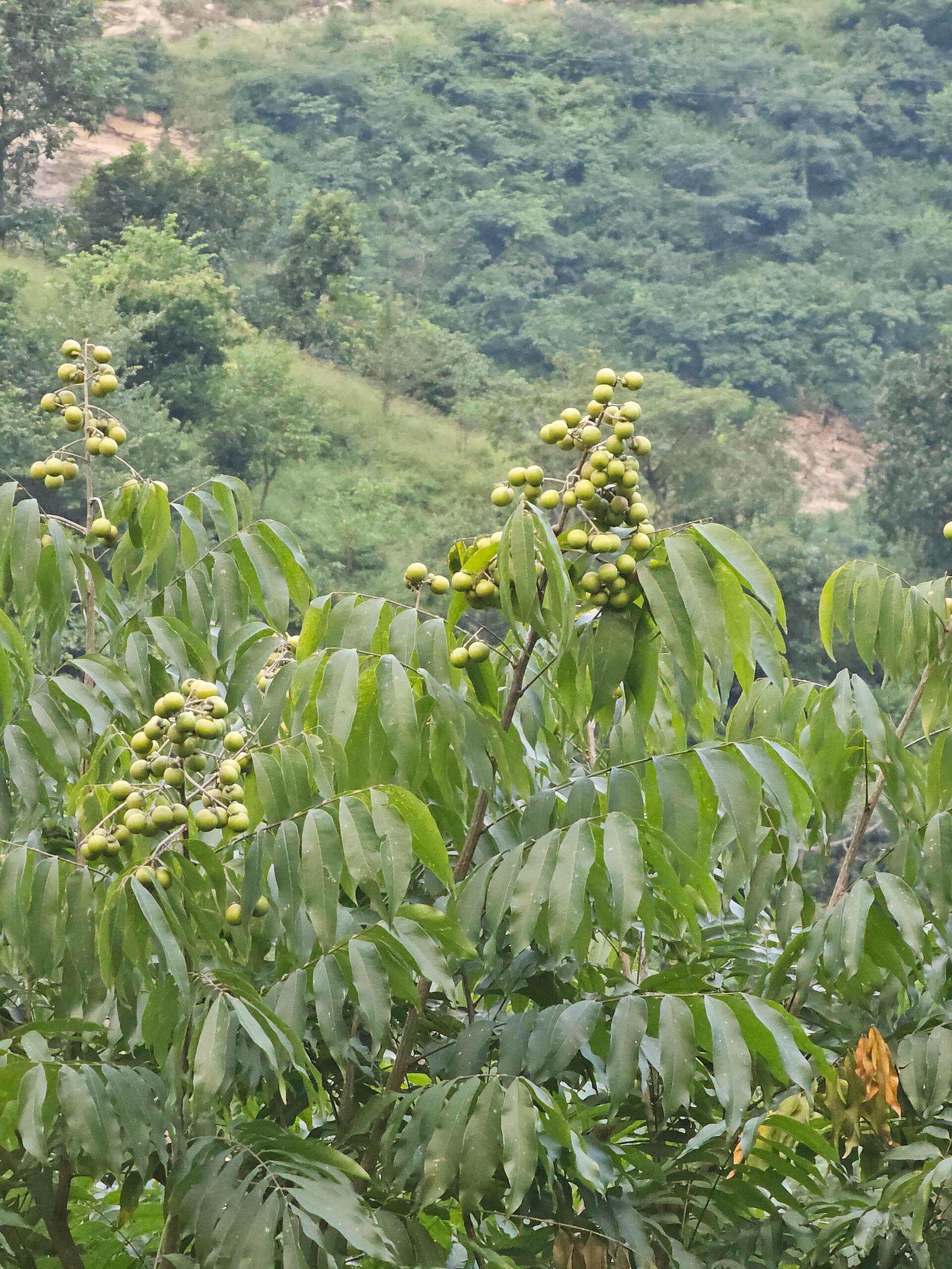 Soapberry (Sapindus mukorossi) plant