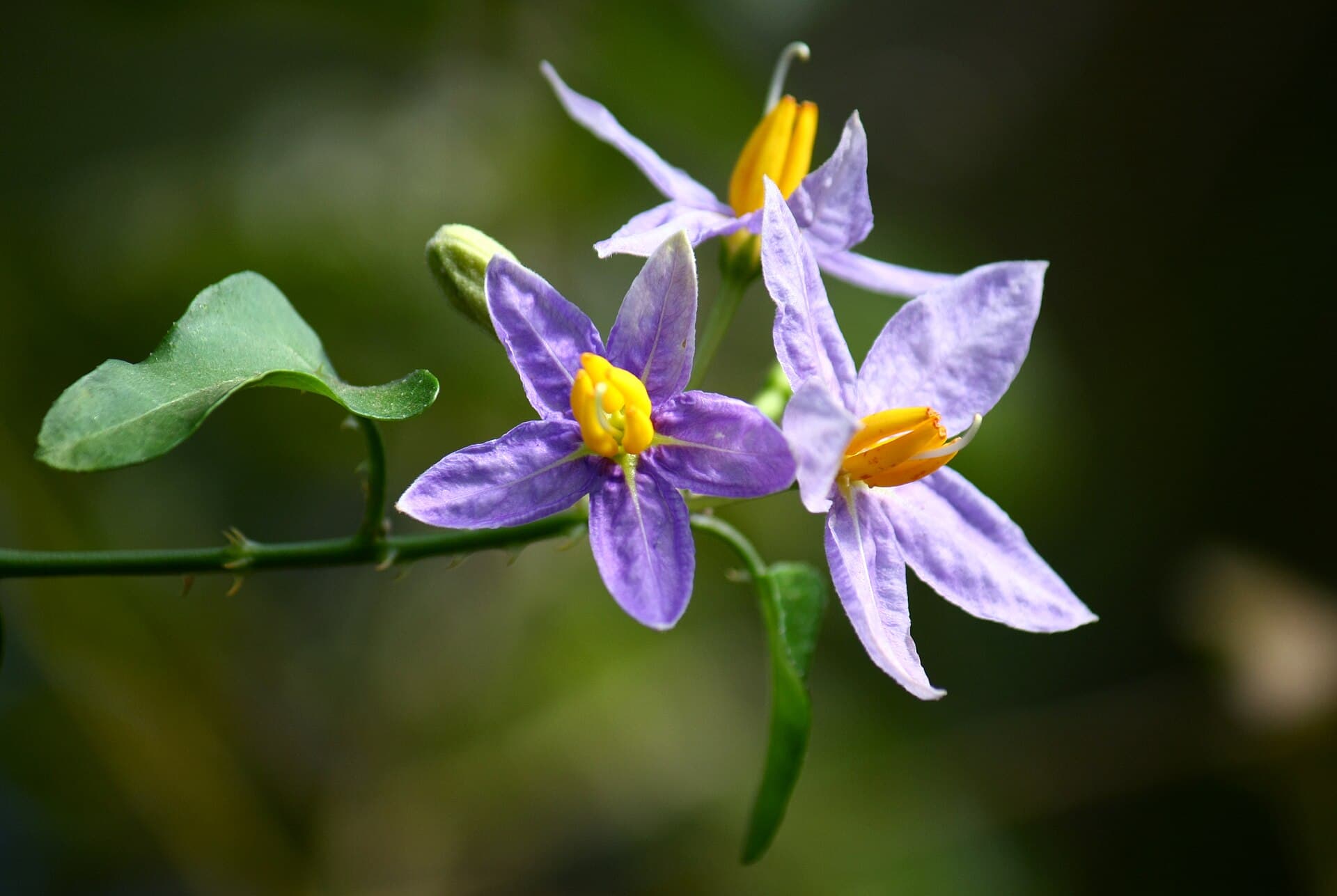 Solanum procumbens (Solanum procumbens) plant
