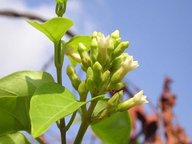 Sour Leaf (Aganonerion polymorphum) plant