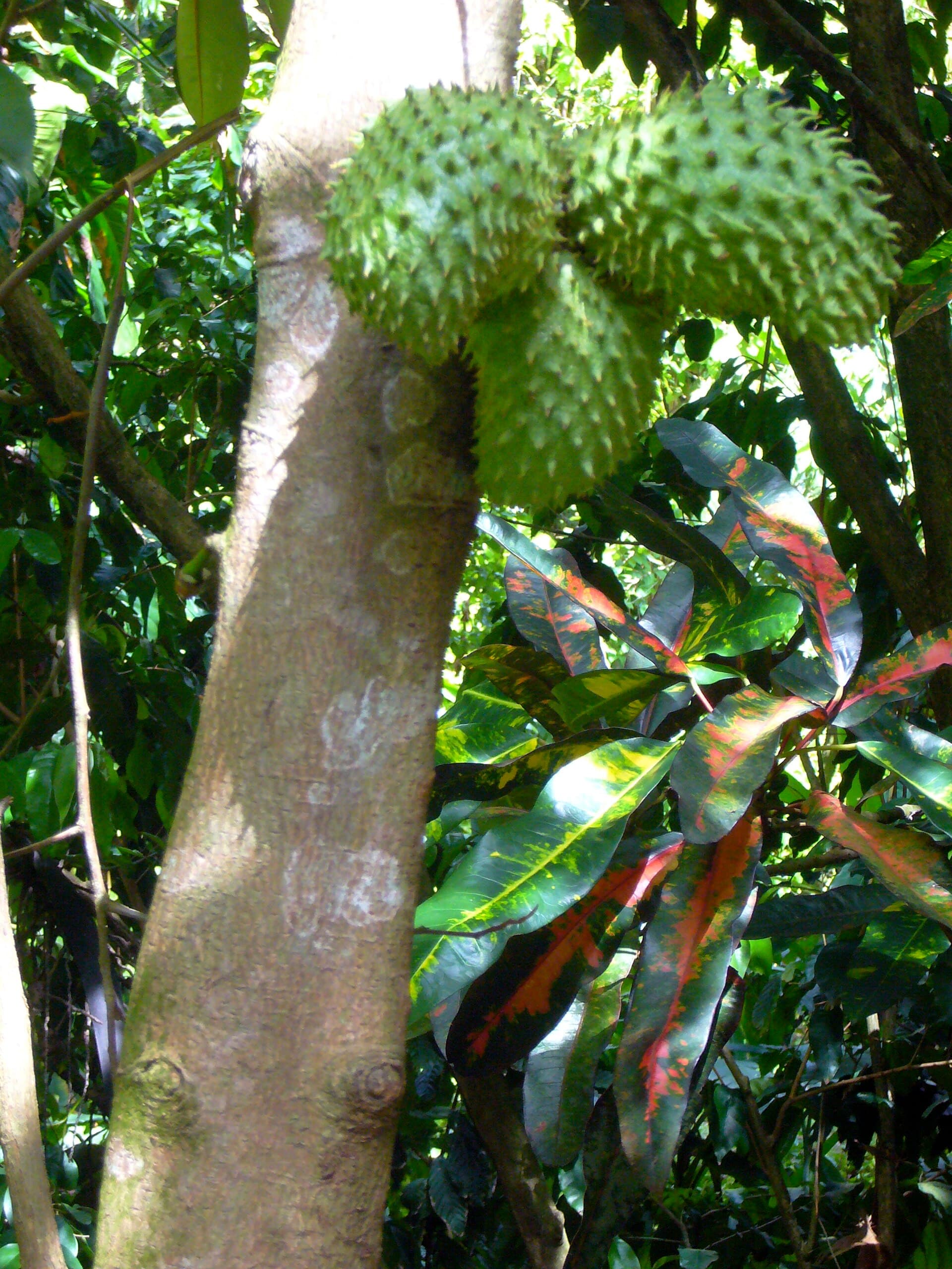 Soursop Powder (Annona muricata) plant