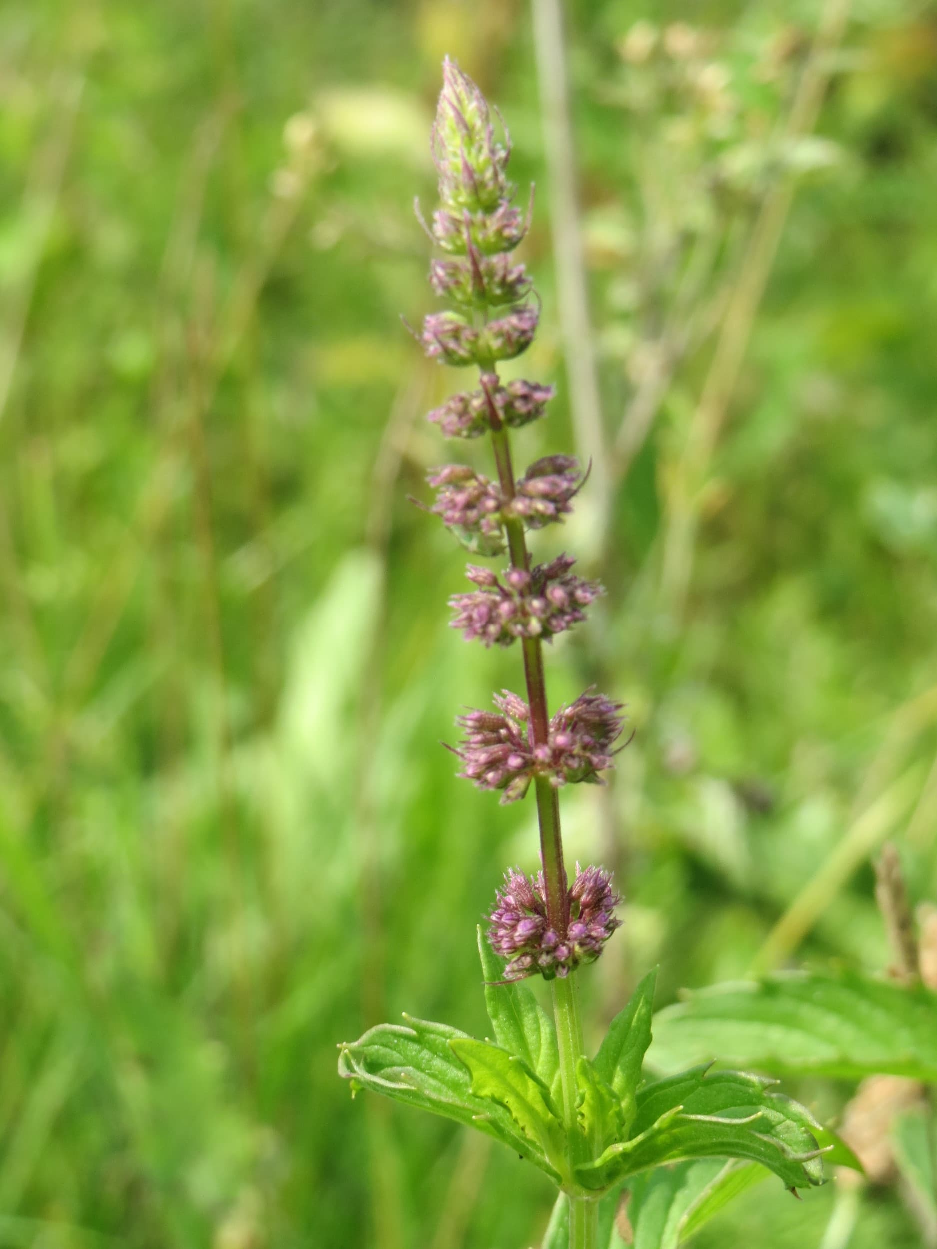 Spearmint (Mentha spicata) plant