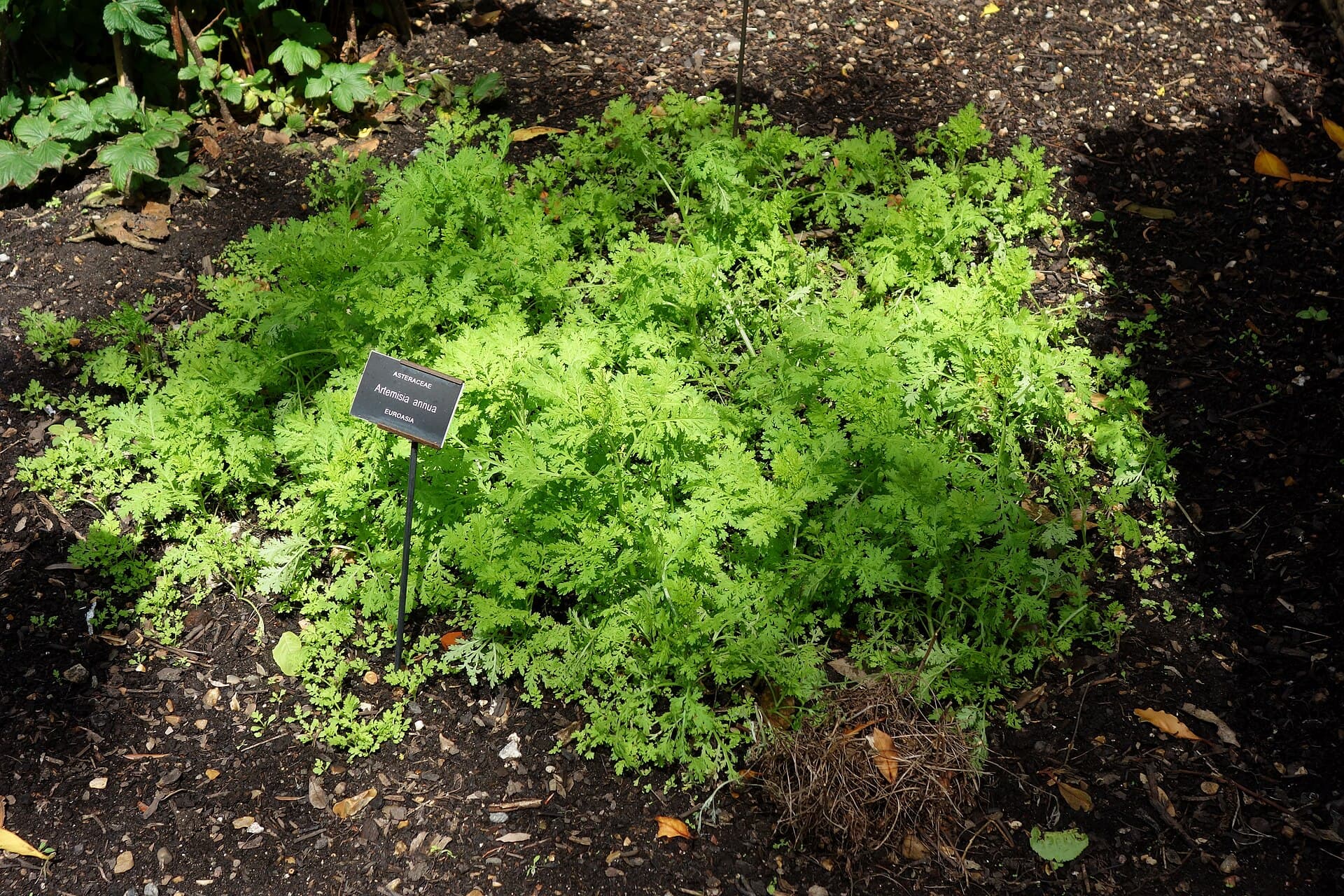 Sweet Annie (Artemisia annua) plant