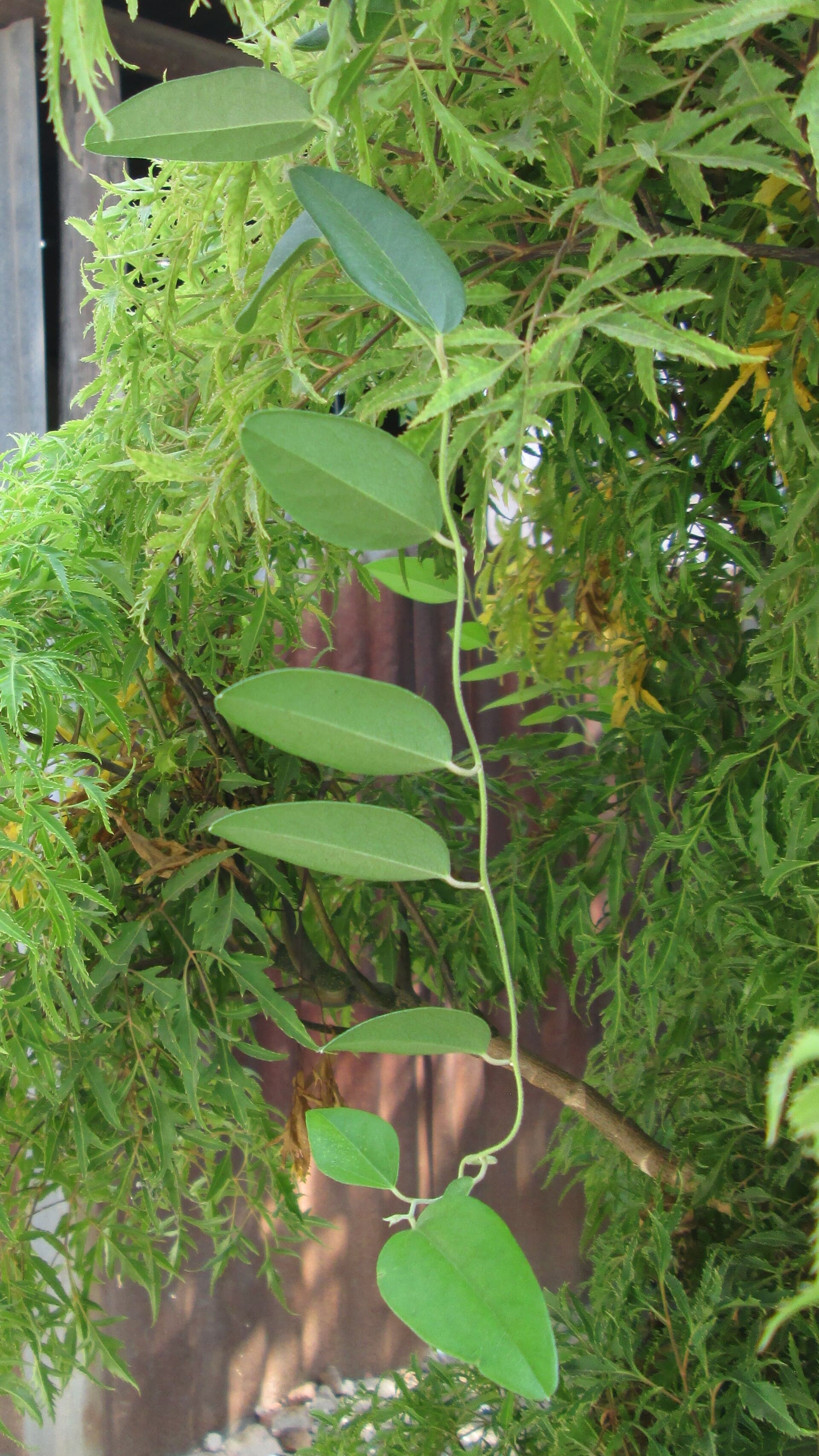 Tiliacora Leaf (Tiliacora triandra) plant