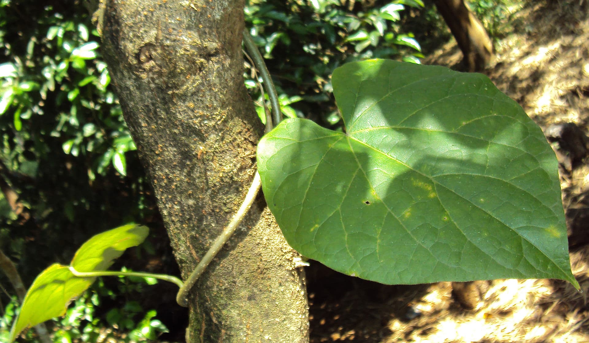 Tinospora (Tinospora sinensis) plant