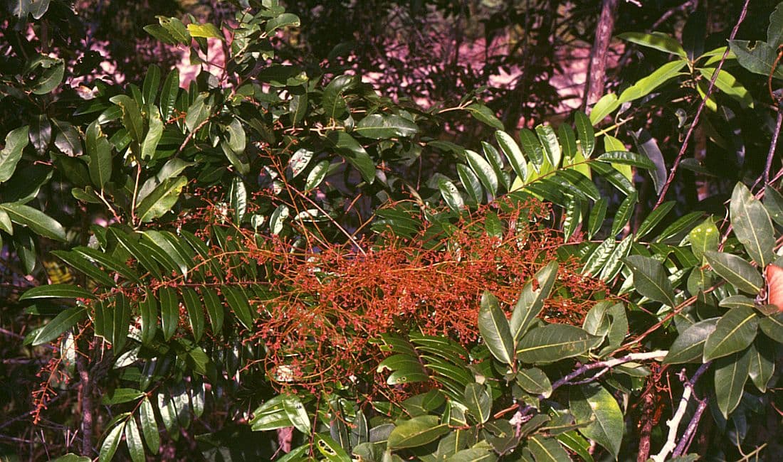 Tongkat Ali (Eurycoma longifolia) plant
