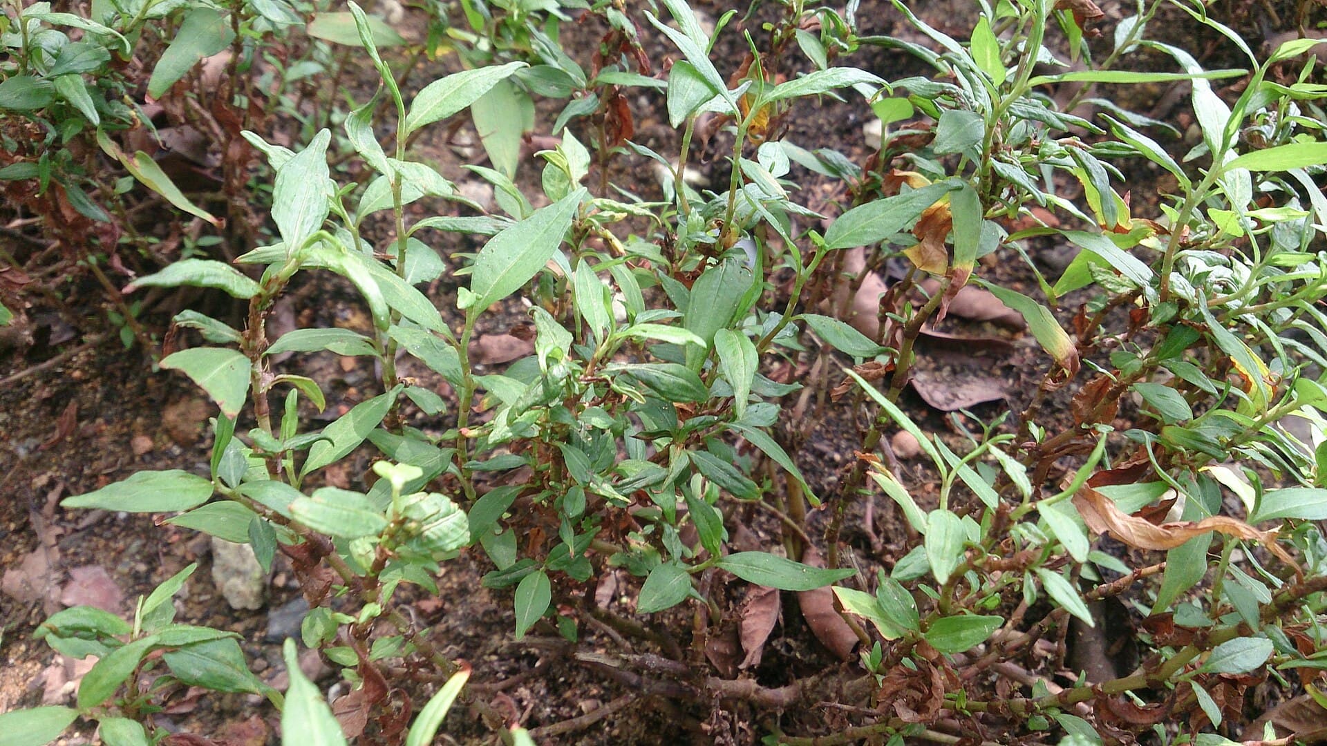 Vietnamese Coriander (Persicaria odorata) plant