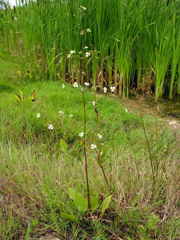 Water Plantain (Alisma plantago-aquatica) plant