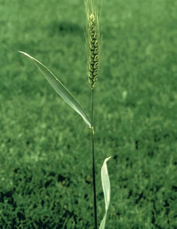 Wheatgrass Powder (Triticum aestivum) plant