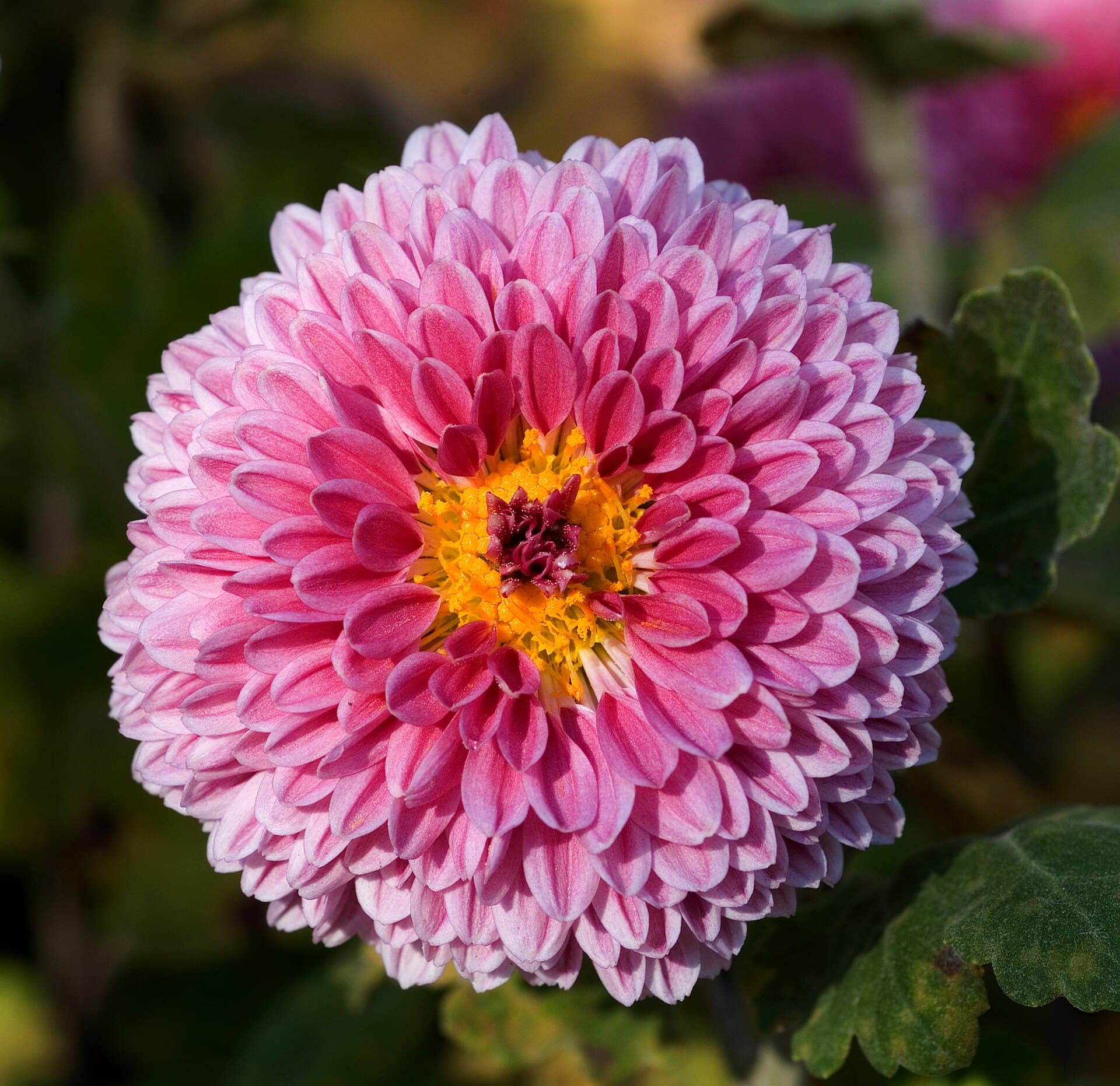 White Chrysanthemum (Chrysanthemum morifolium) plant
