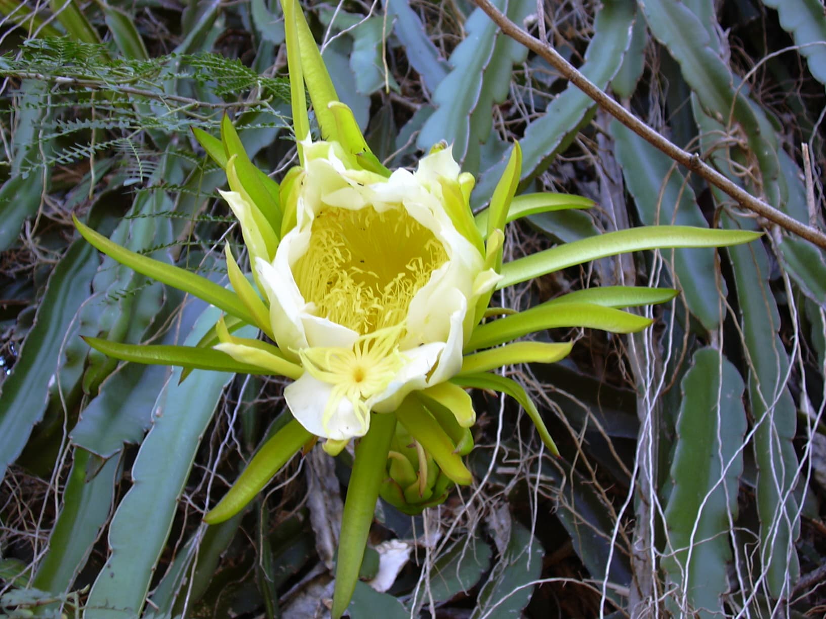 White Dragon Fruit Powder (Hylocereus undatus) plant