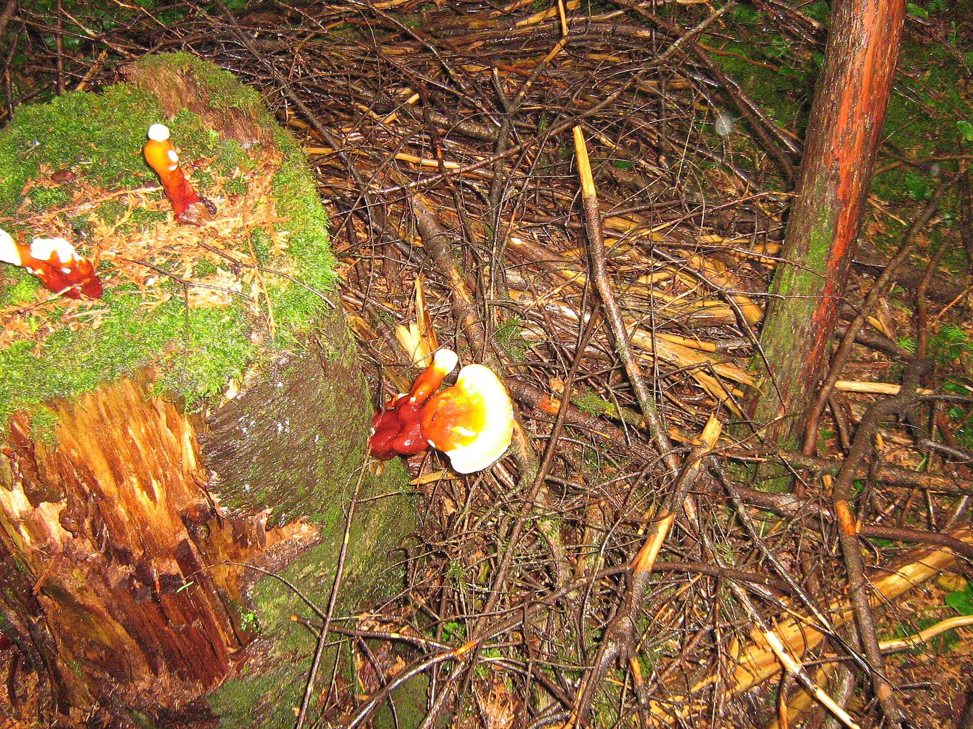 Wild Lingzhi (Ganoderma lucidum) plant
