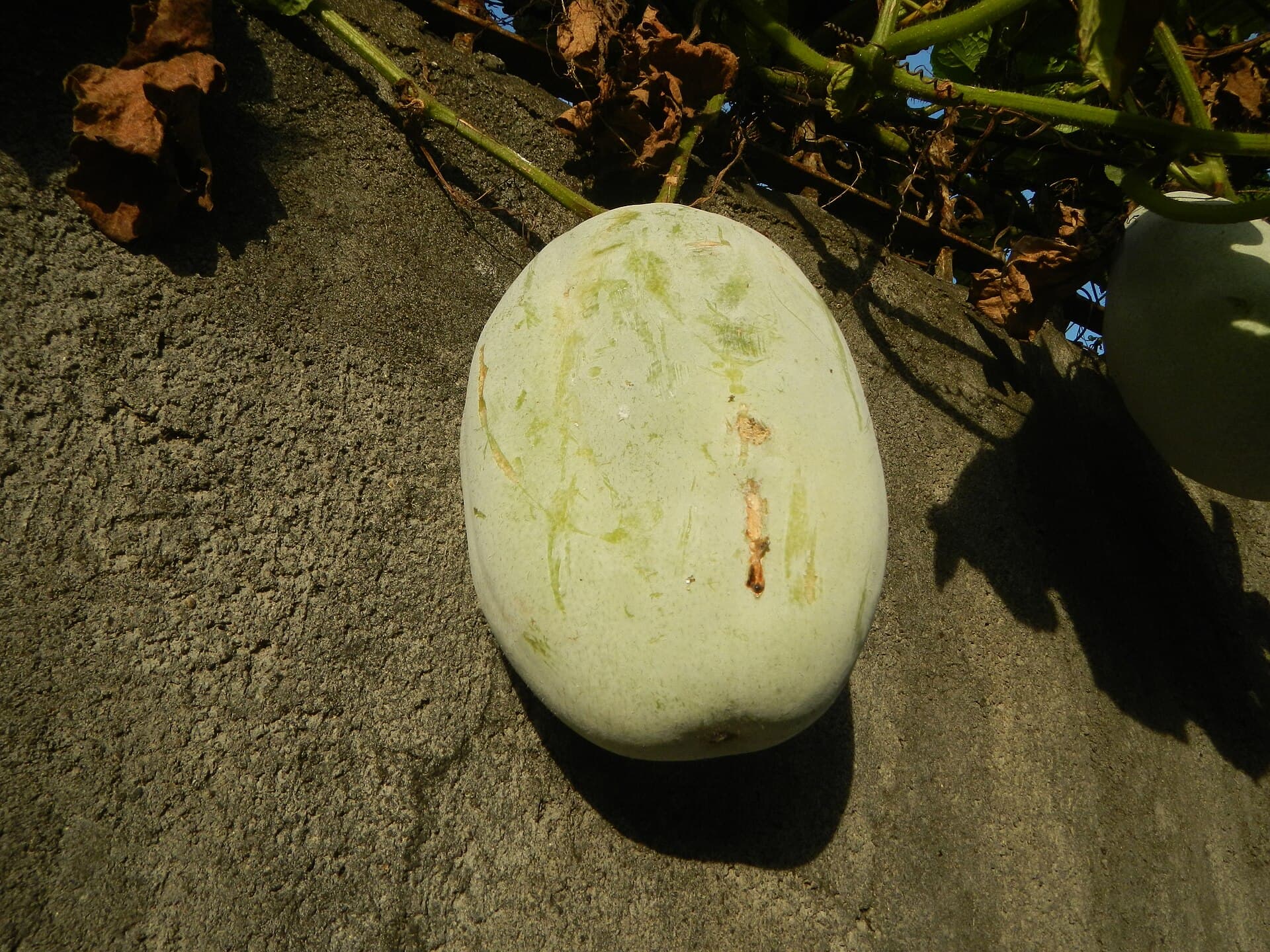 Winter Melon Powder (Benincasa hispida) plant