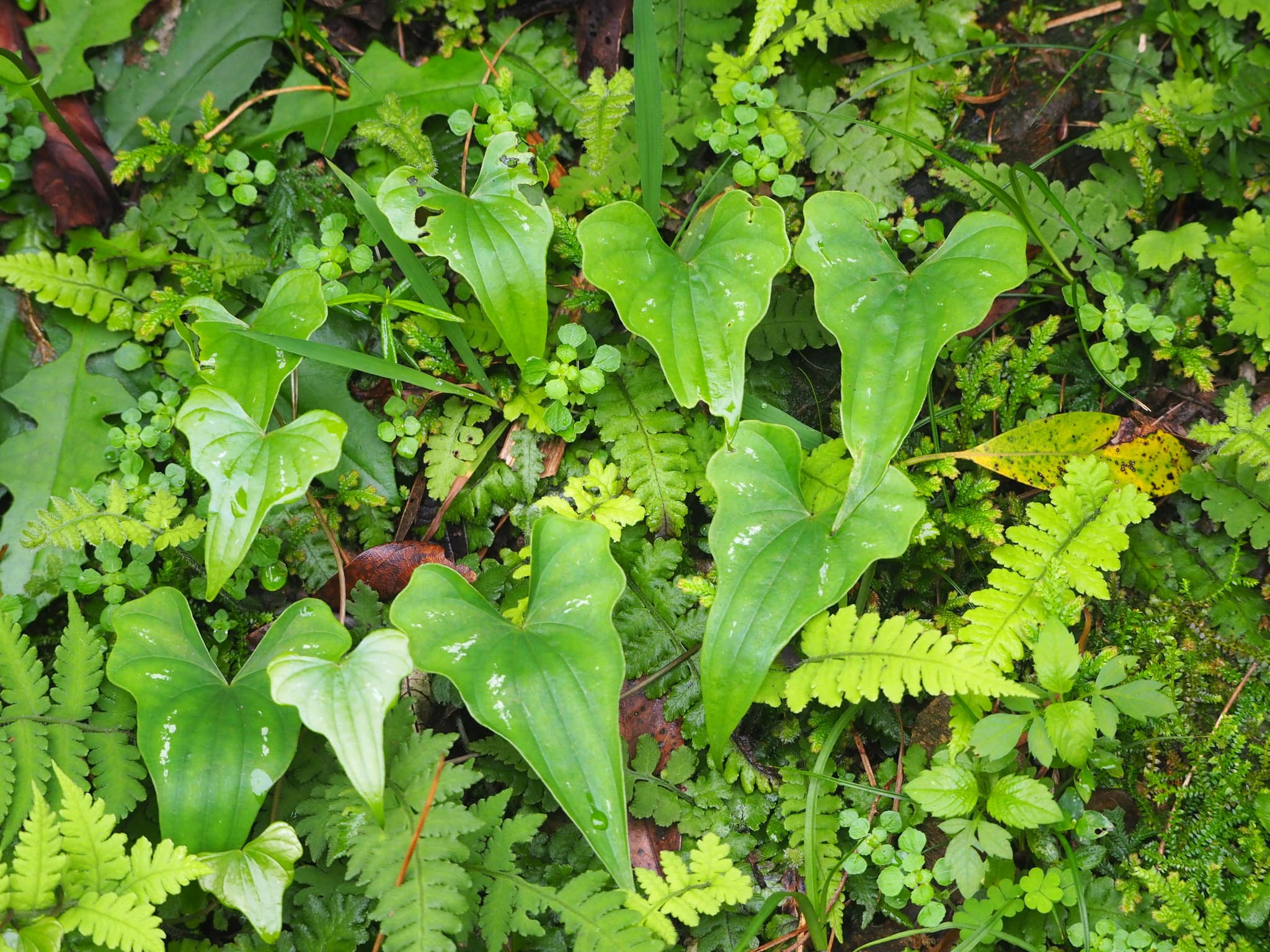 Yellow Yam (Dioscorea collettii) plant