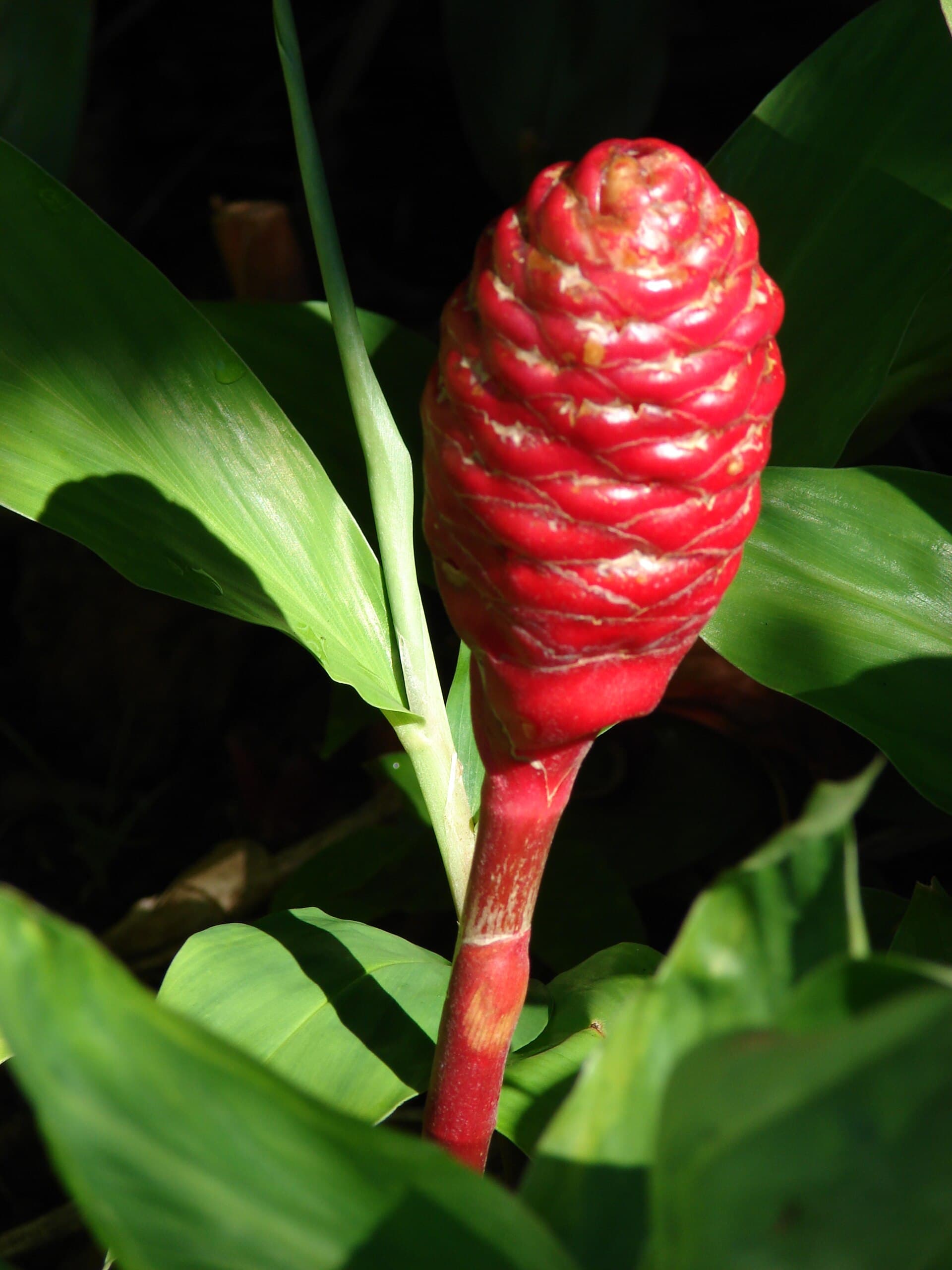 Zerumbet Ginger (Zingiber zerumbet) plant